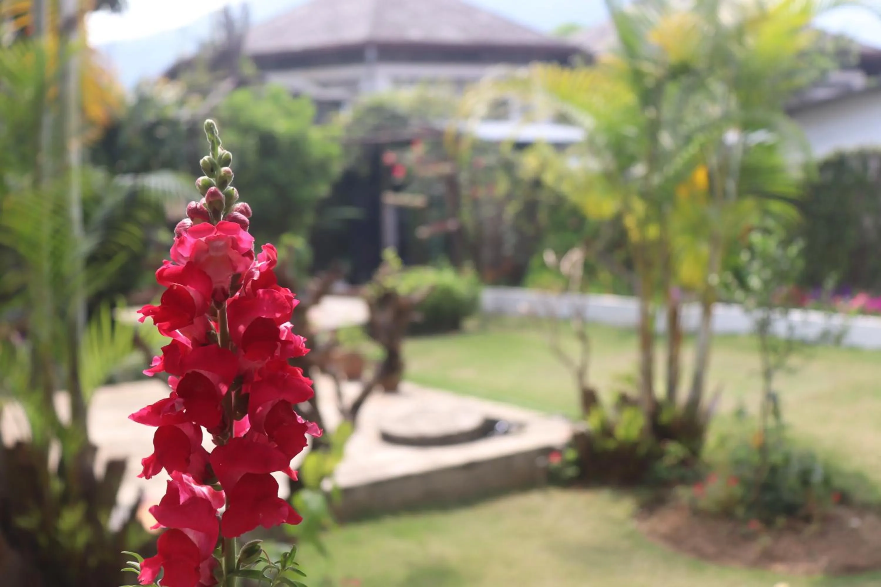 Garden in Vagabond Guest House
