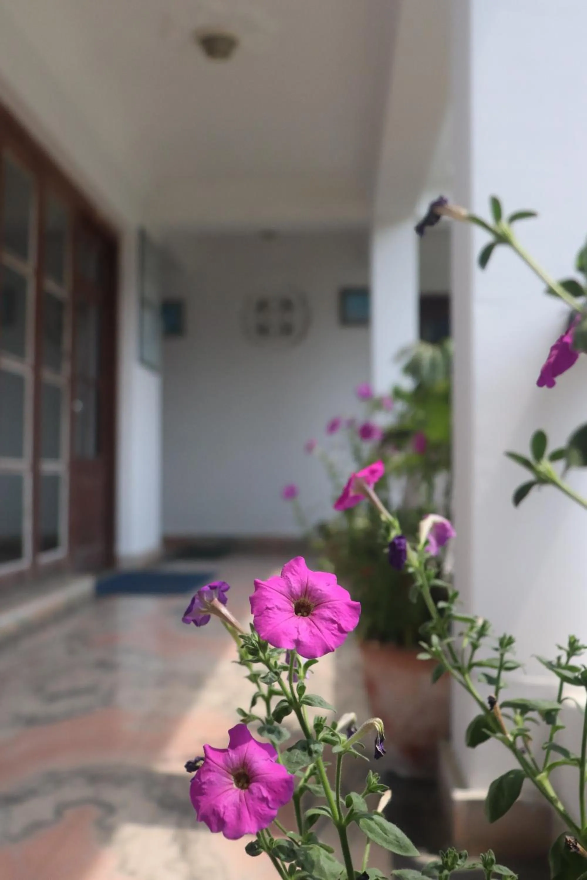 Garden in Vagabond Guest House