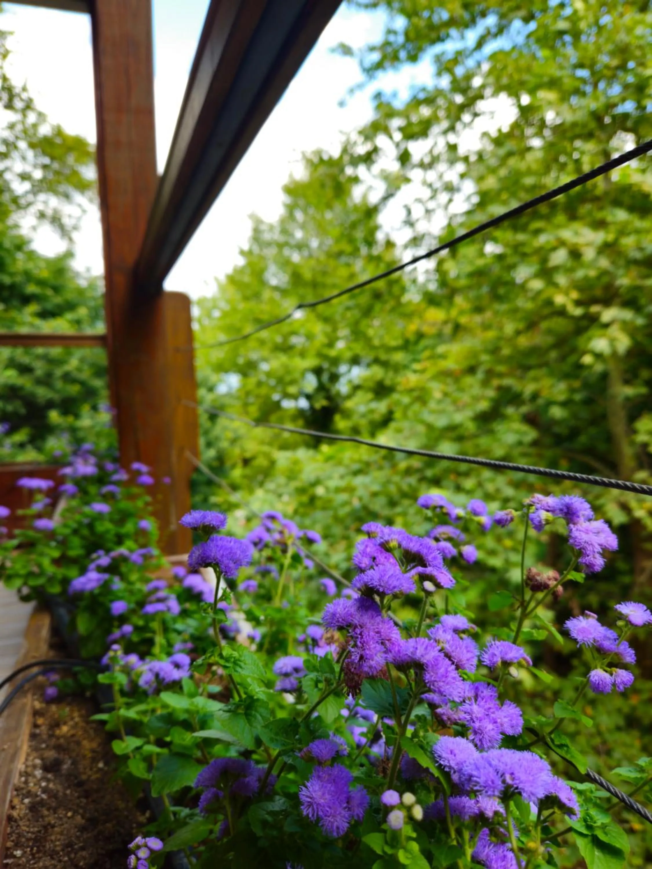 Day in Hotel Saint Nedelya