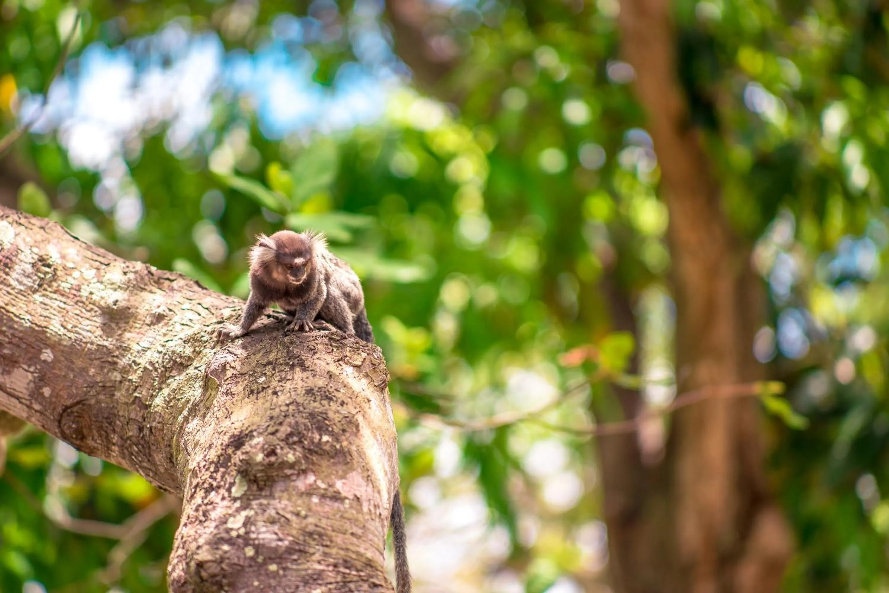 Garden in Pousada Villa Maeva Itacimirim