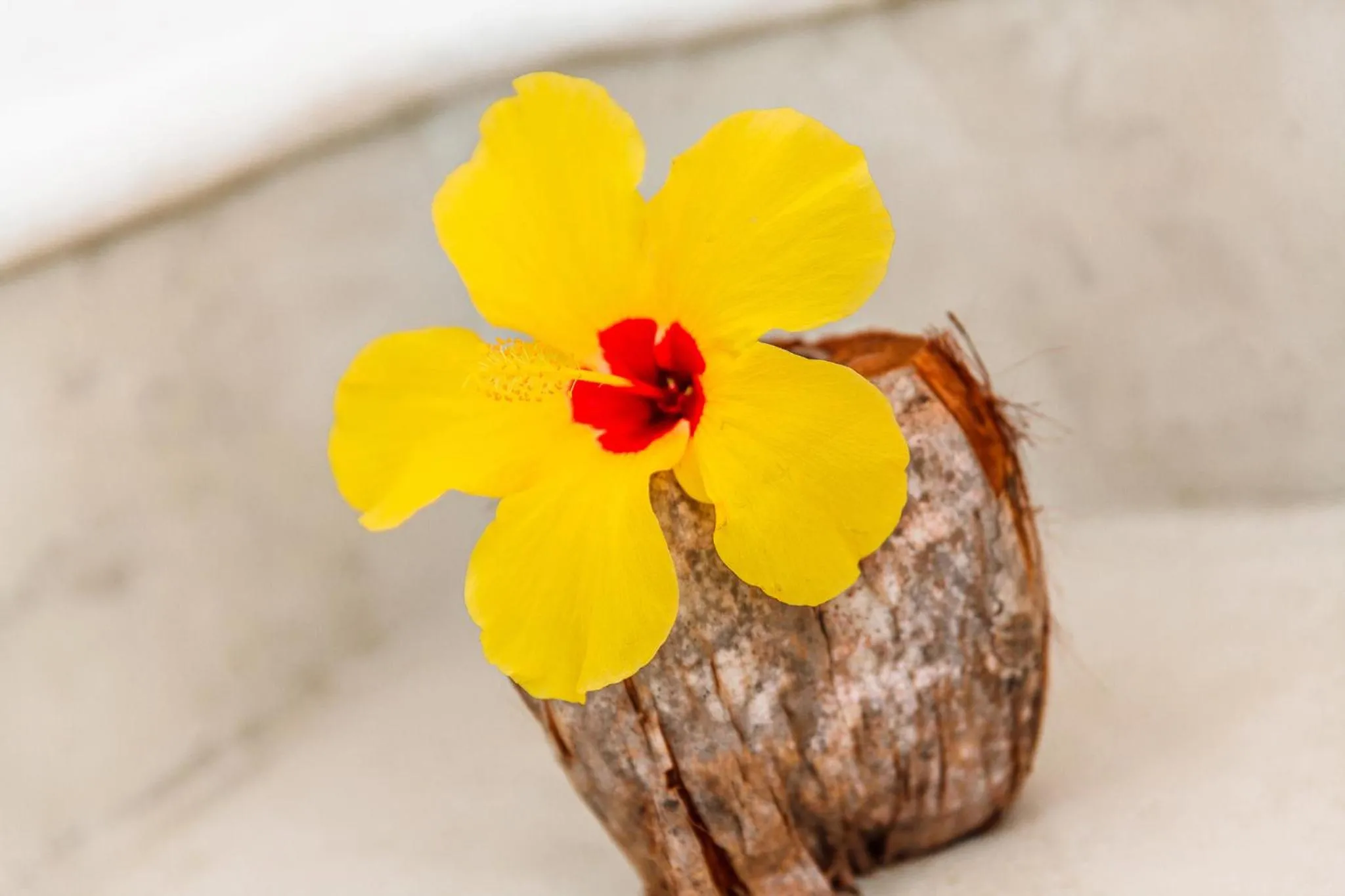 Decorative detail in Pousada Coco Brasil