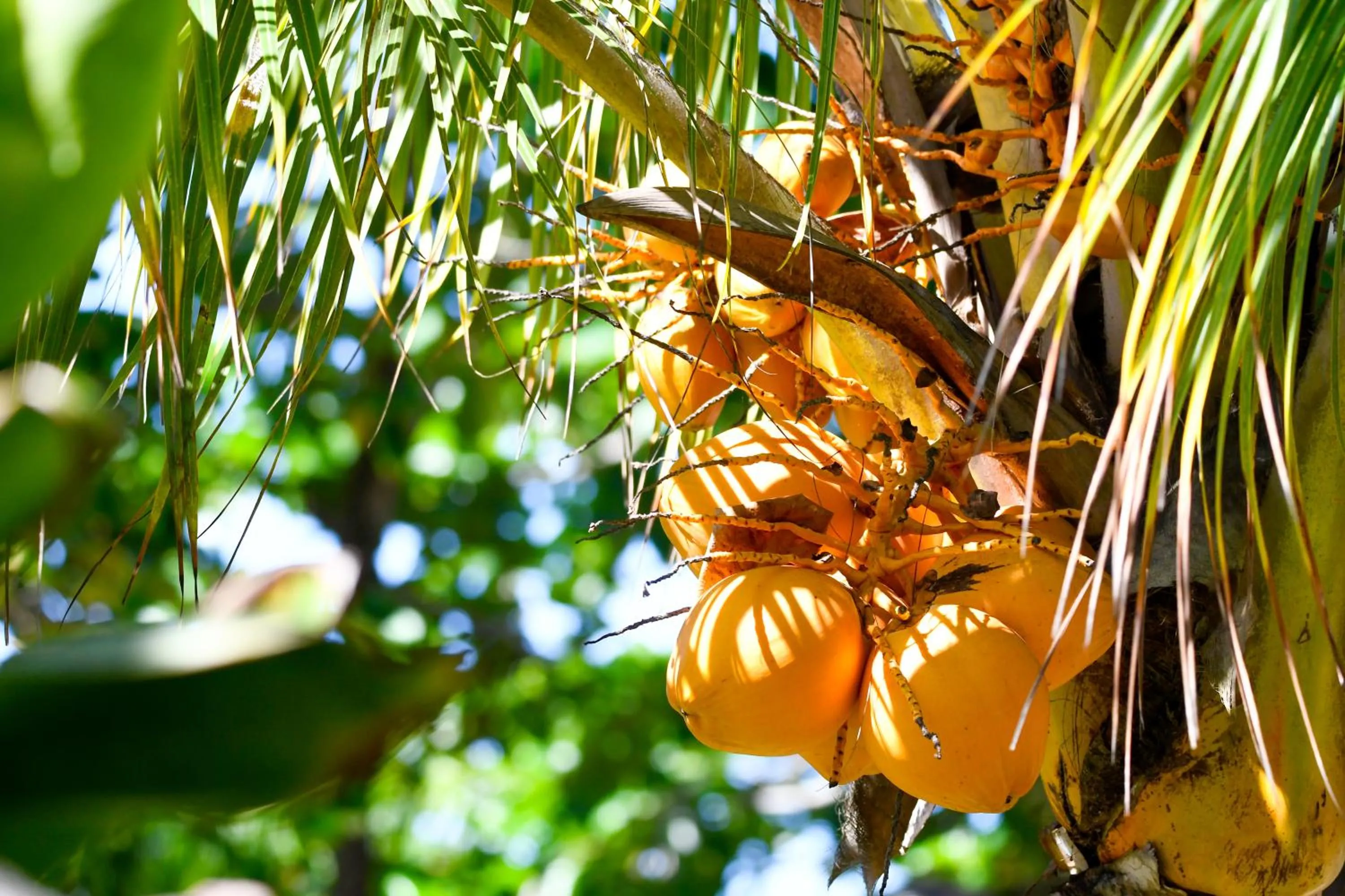 Natural landscape in Pousada Coco Brasil