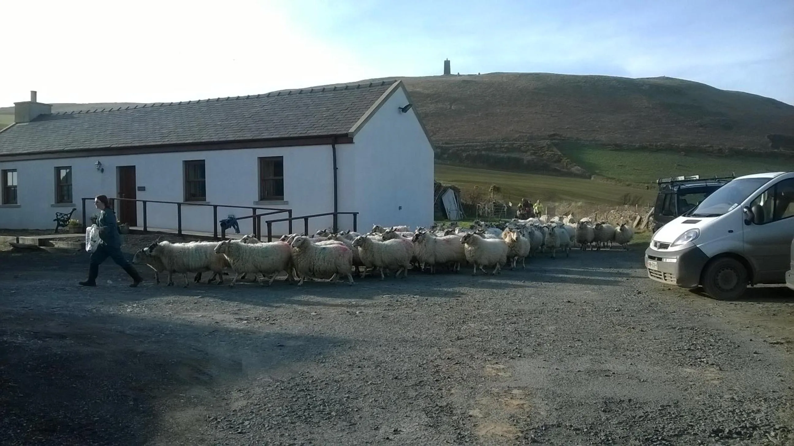 Animals in Knockaloe Beg Farm