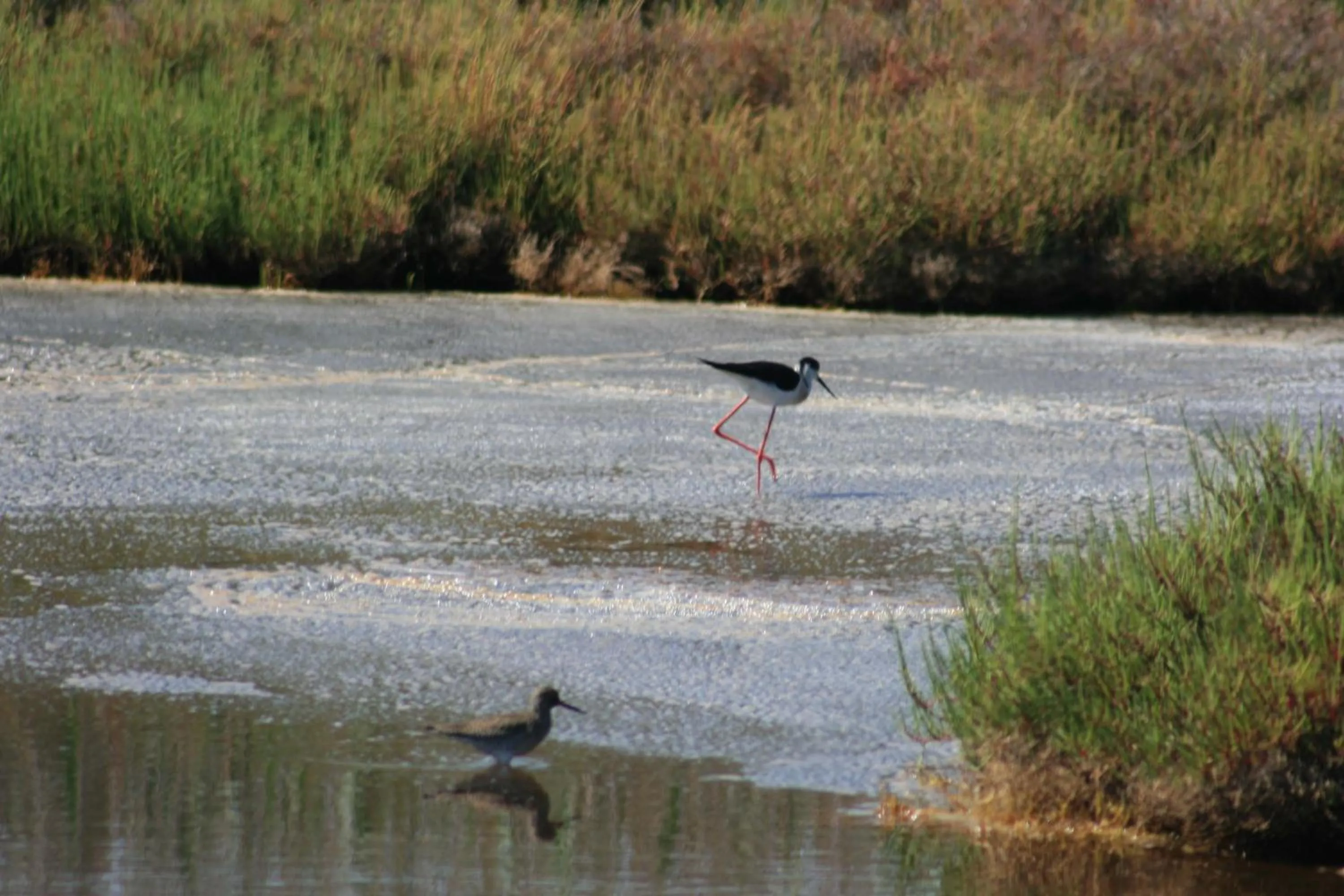 Animals in Camping Torrenostra