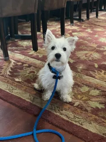 Pets in Riverside Hot Springs Inn & Spa - Adults Only