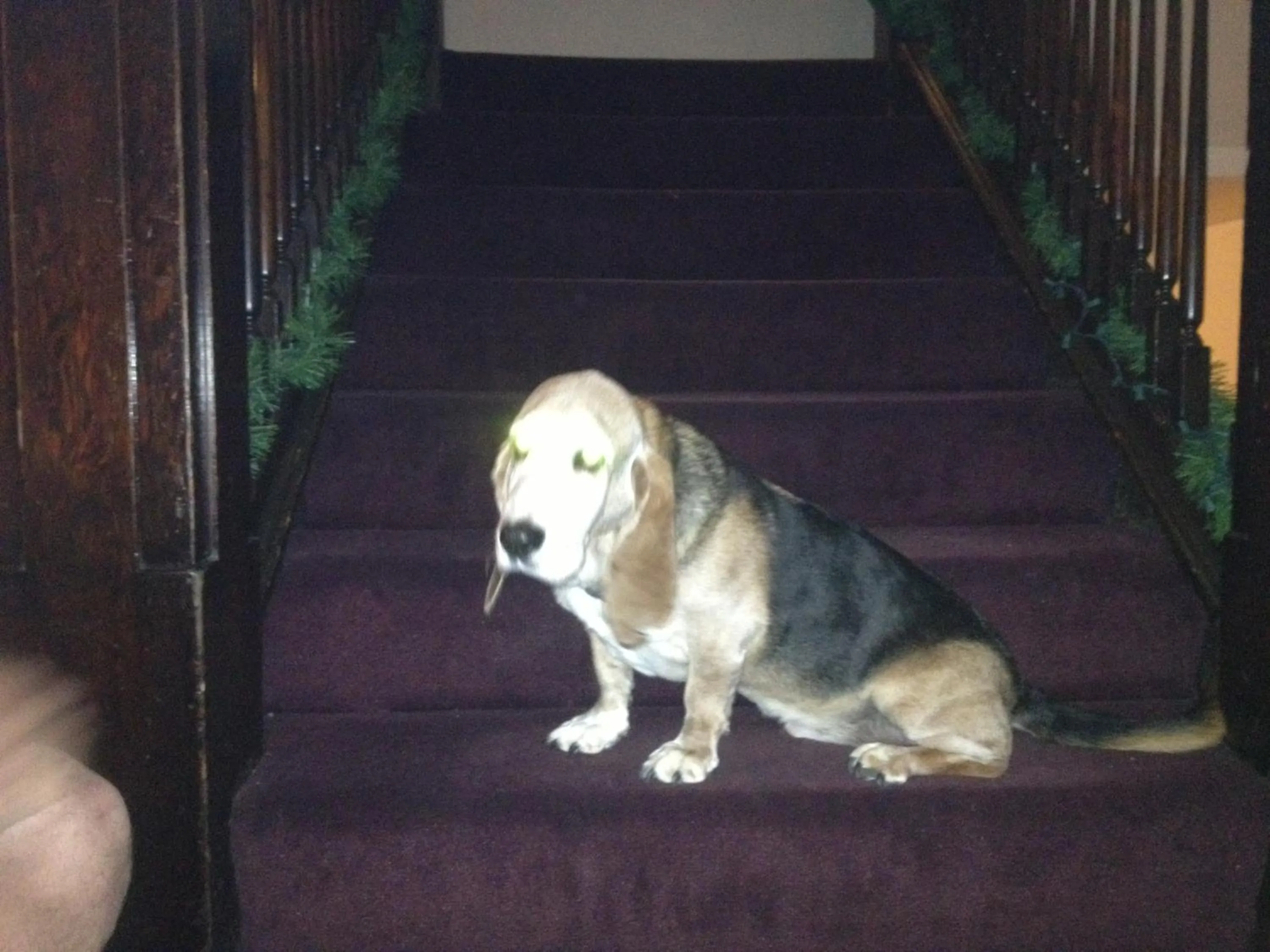 Pets in Riverside Hot Springs Inn & Spa - Adults Only