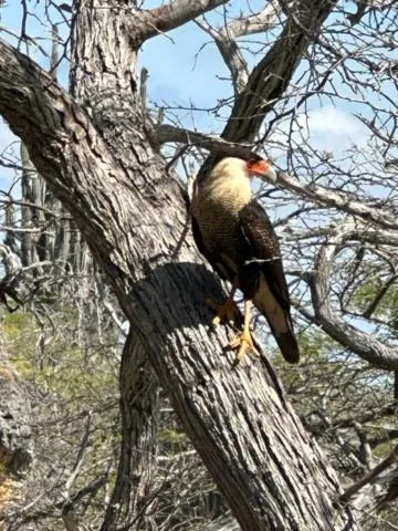 Animals in The Lodge Bonaire