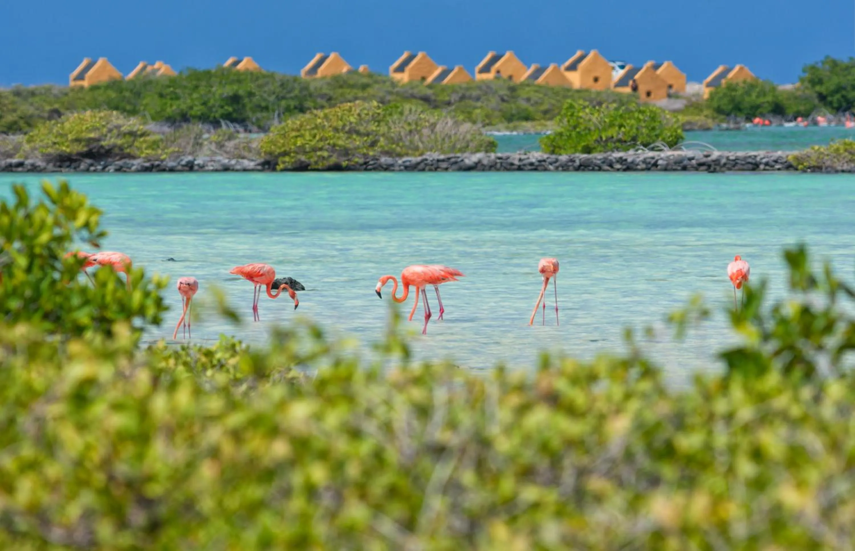 Natural landscape in The Lodge Bonaire