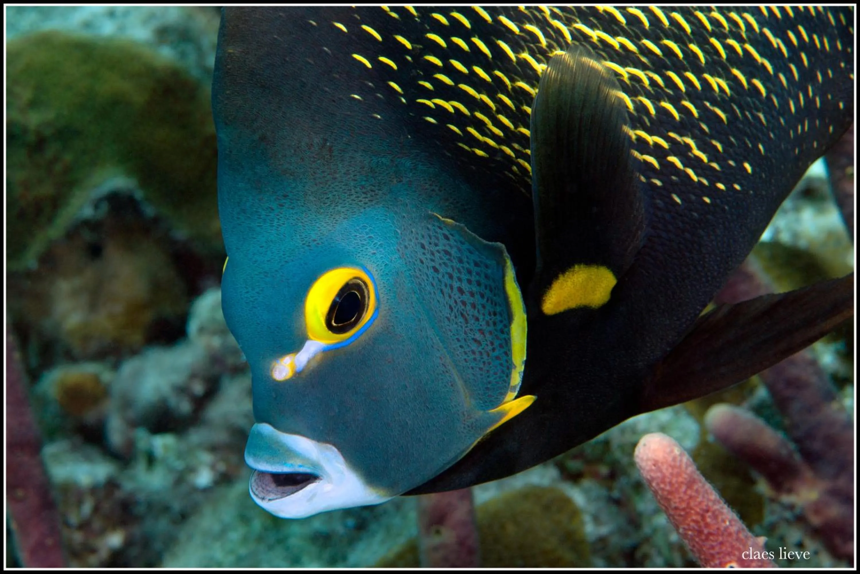 Animals in The Lodge Bonaire