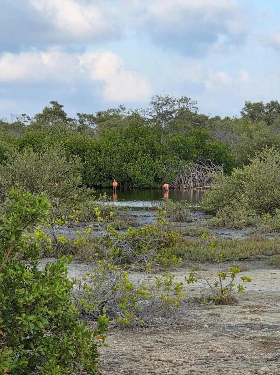 Natural landscape in The Lodge Bonaire
