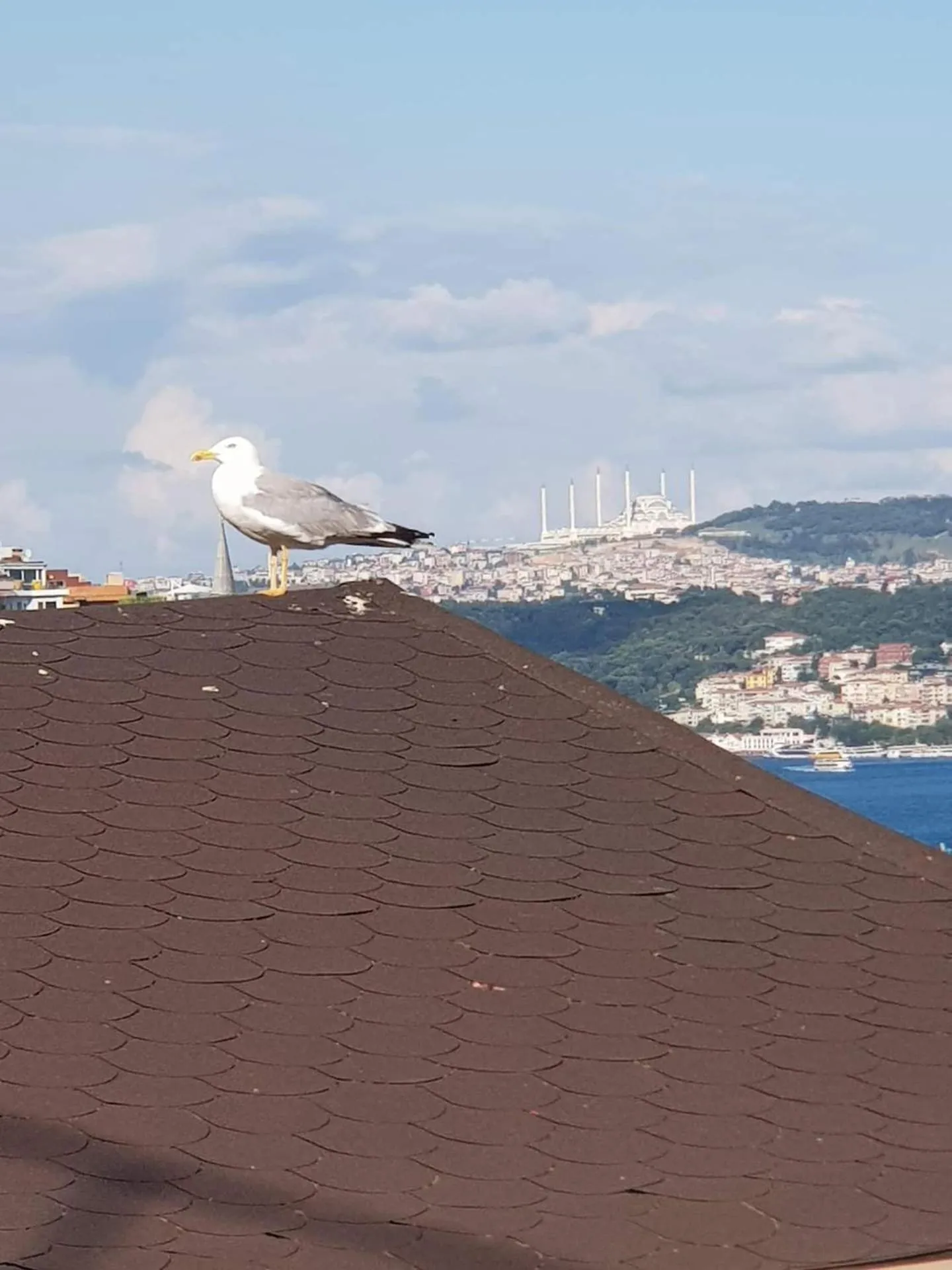 View (from property/room) in Ali Pasha Apartment
