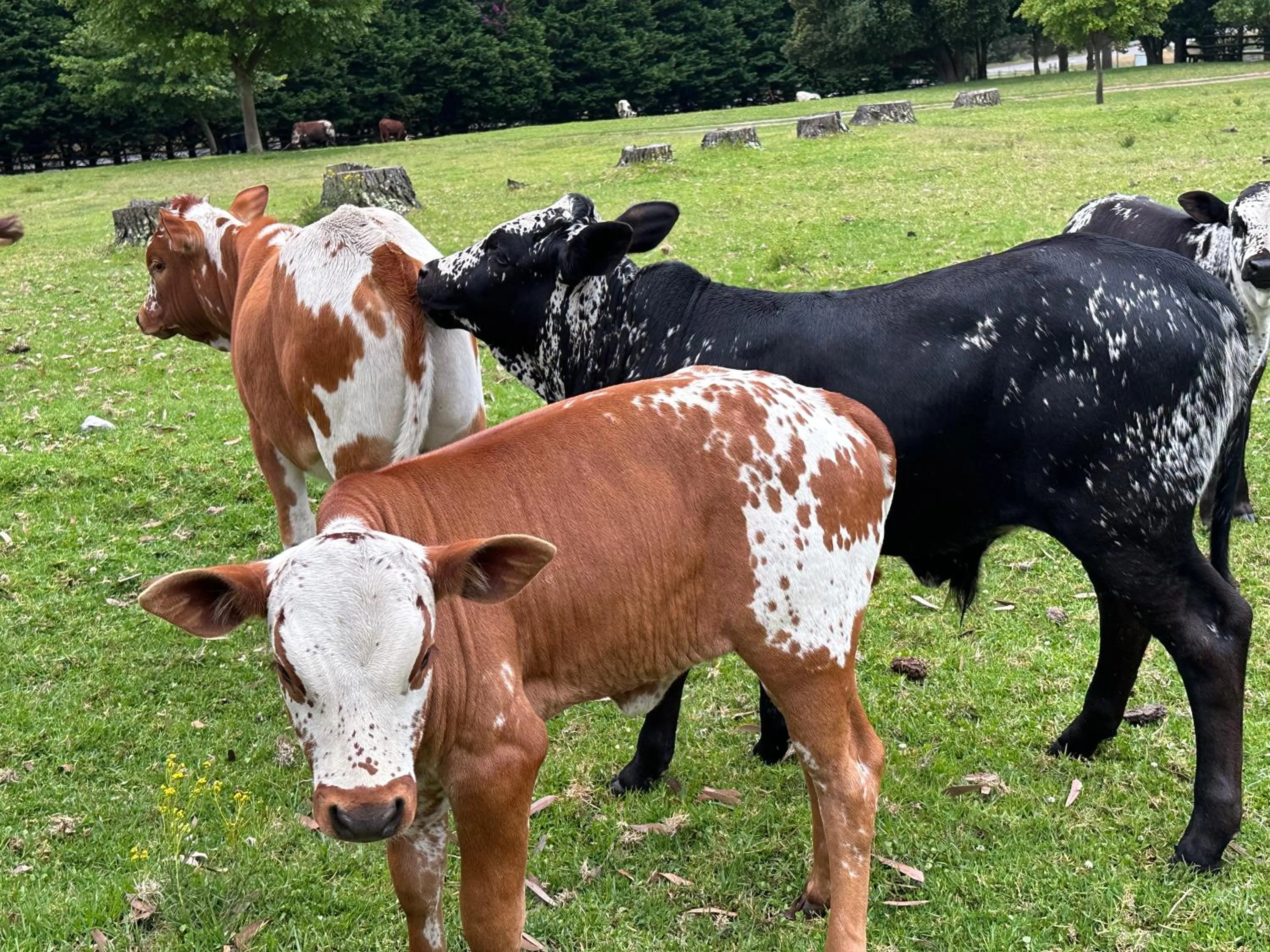 Animals in High Season Farm Luxury Cottages