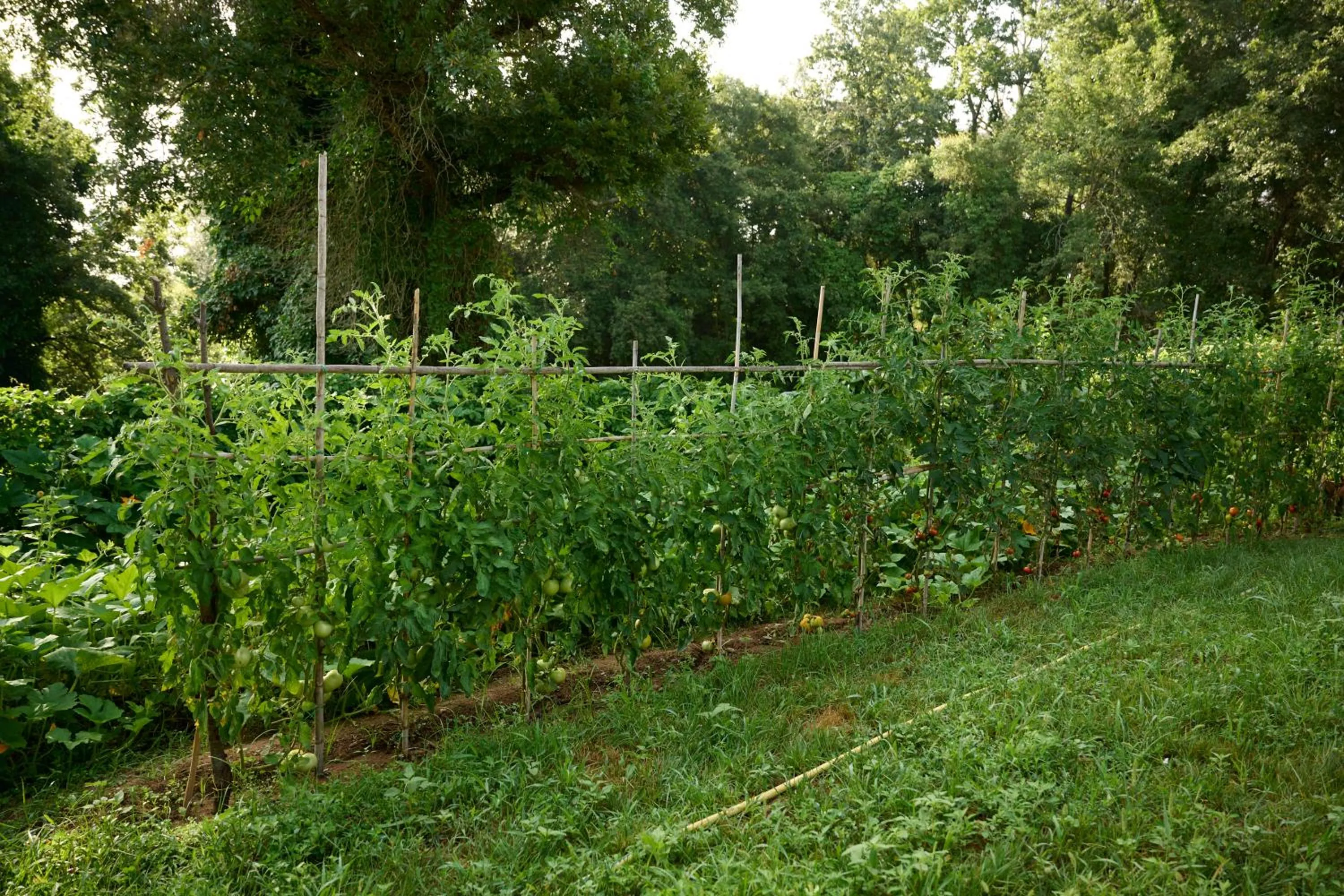 Garden in Green Woody Home