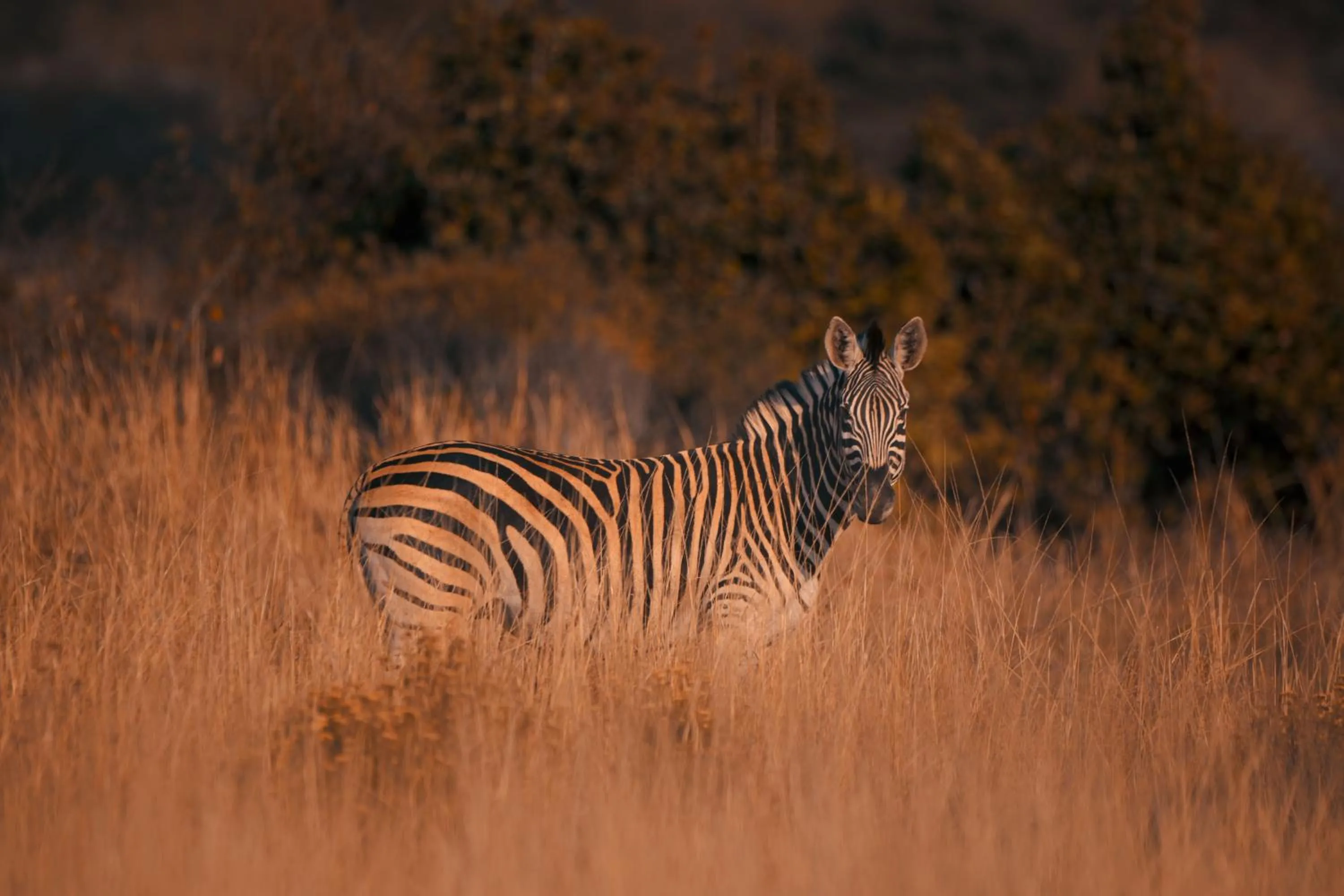 Animals in Leshiba Wilderness