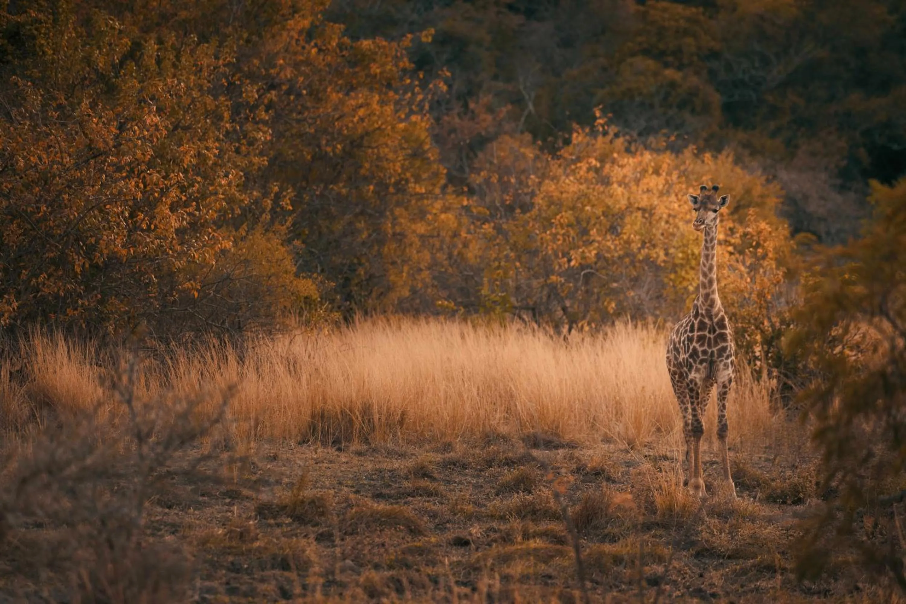 Animals in Leshiba Wilderness