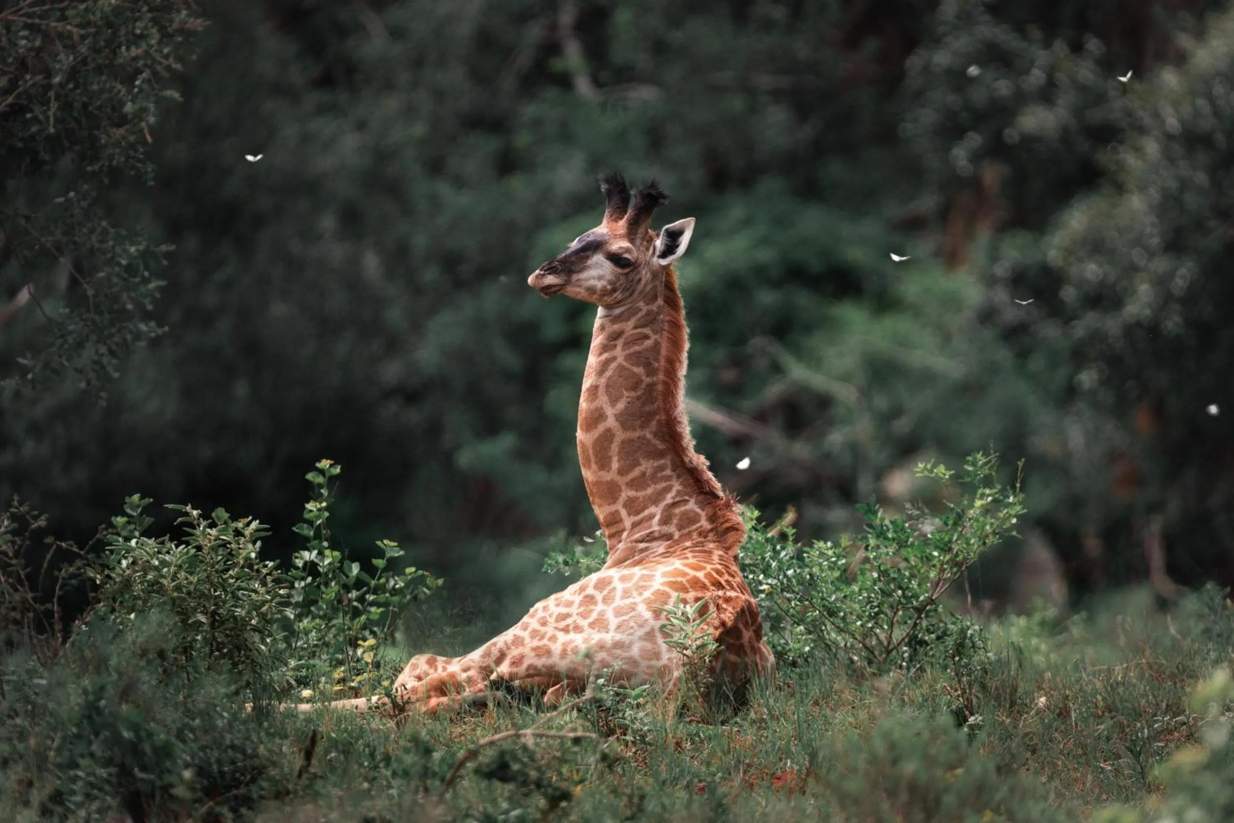 Animals in Leshiba Wilderness