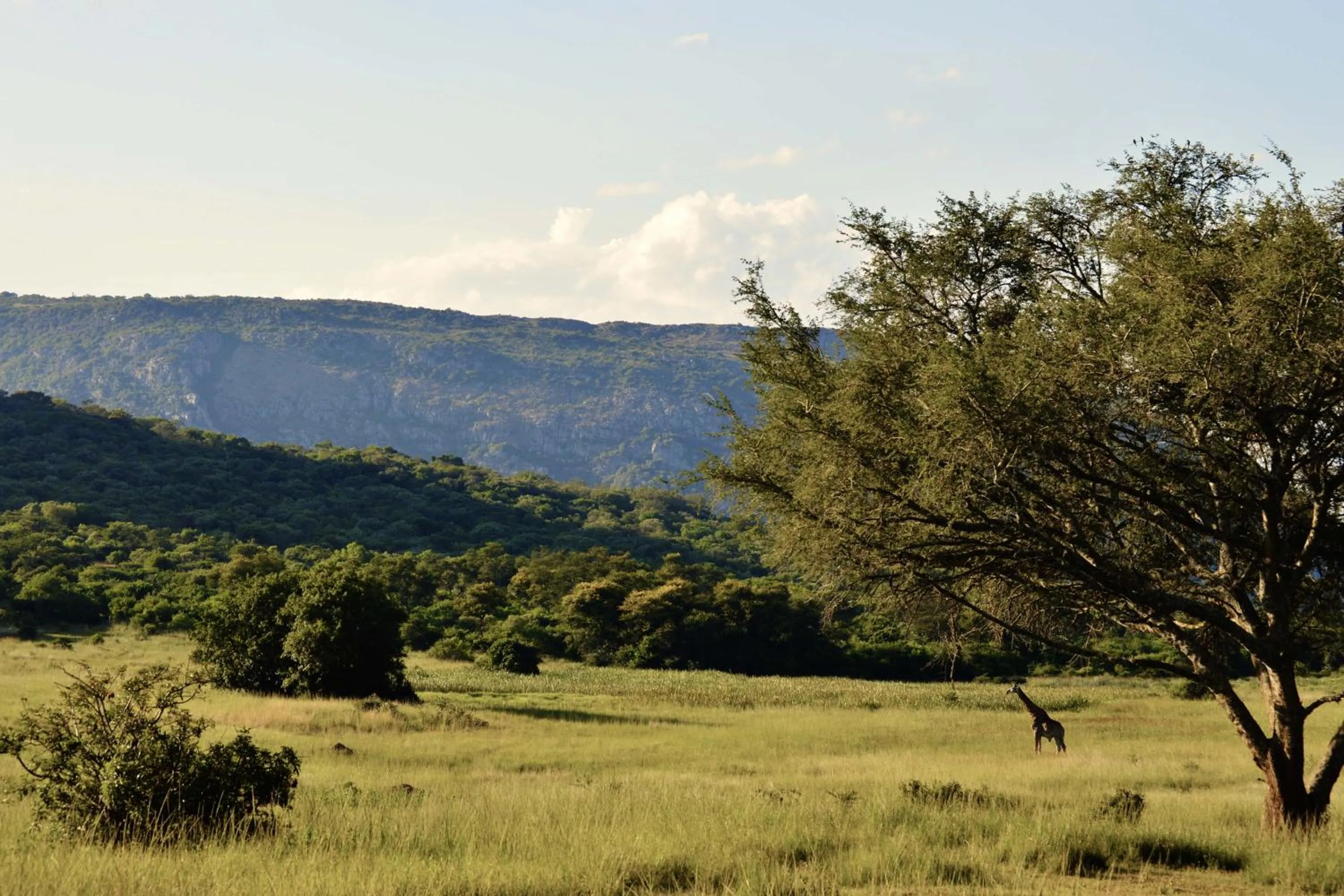 Natural landscape in Leshiba Wilderness