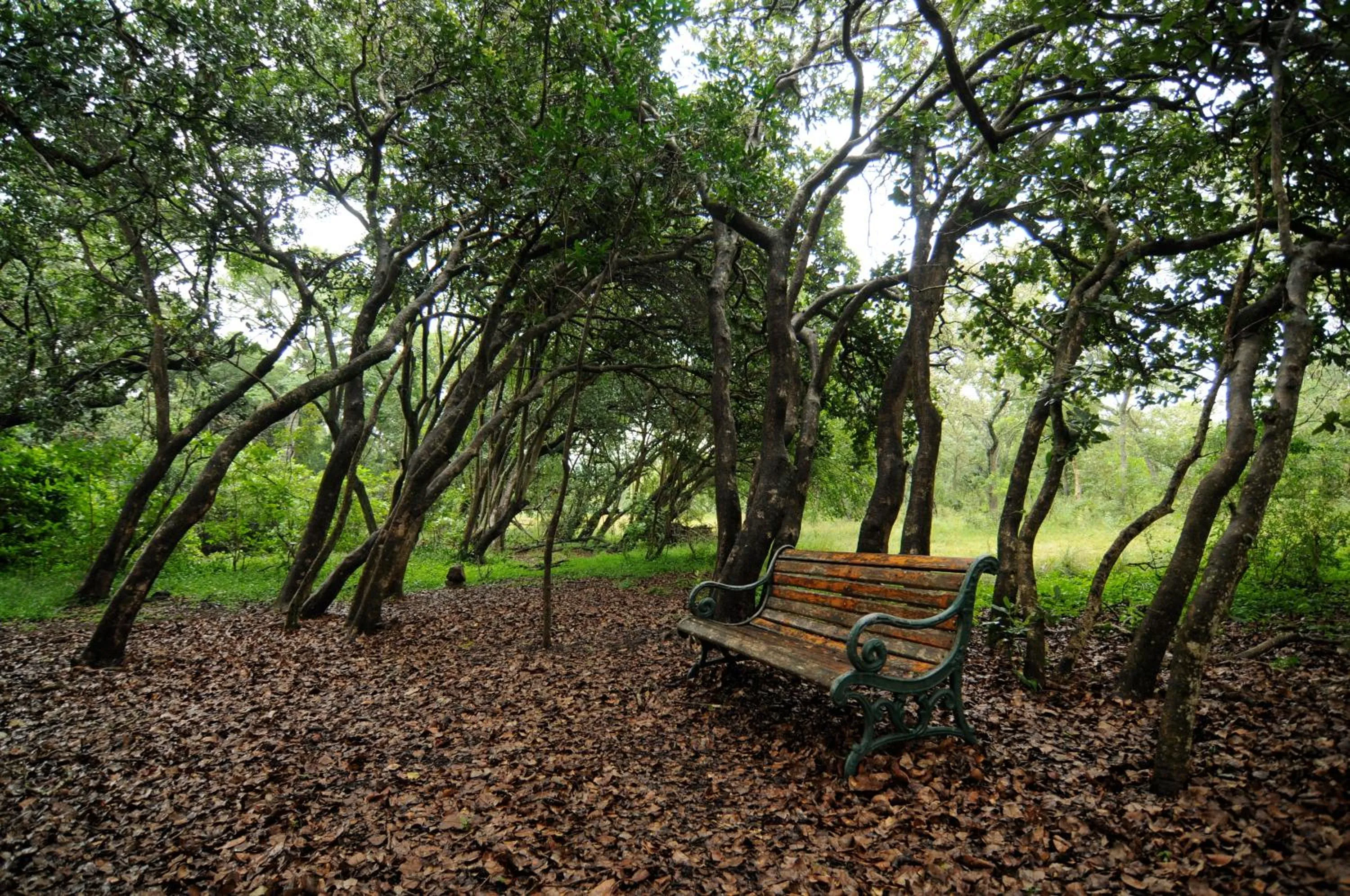Garden in Leshiba Wilderness