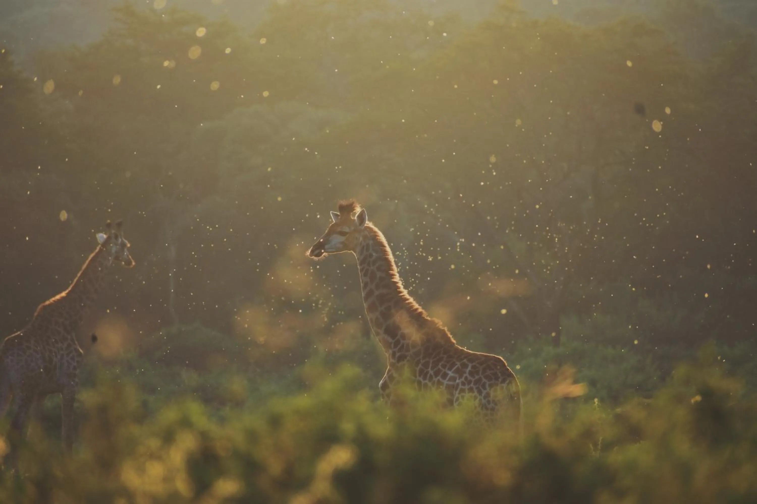 Animals in Leshiba Wilderness