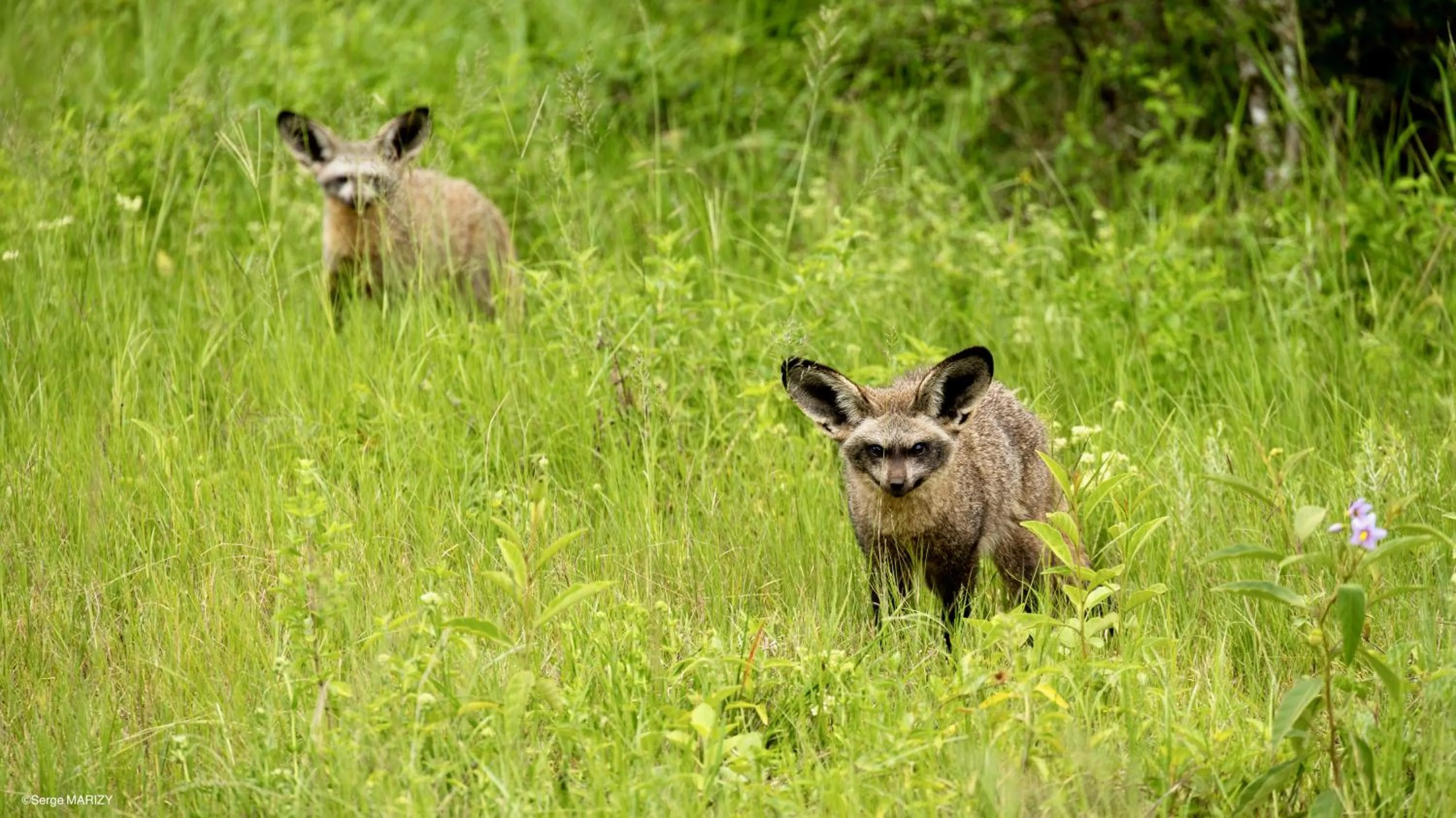 Animals in Leshiba Wilderness