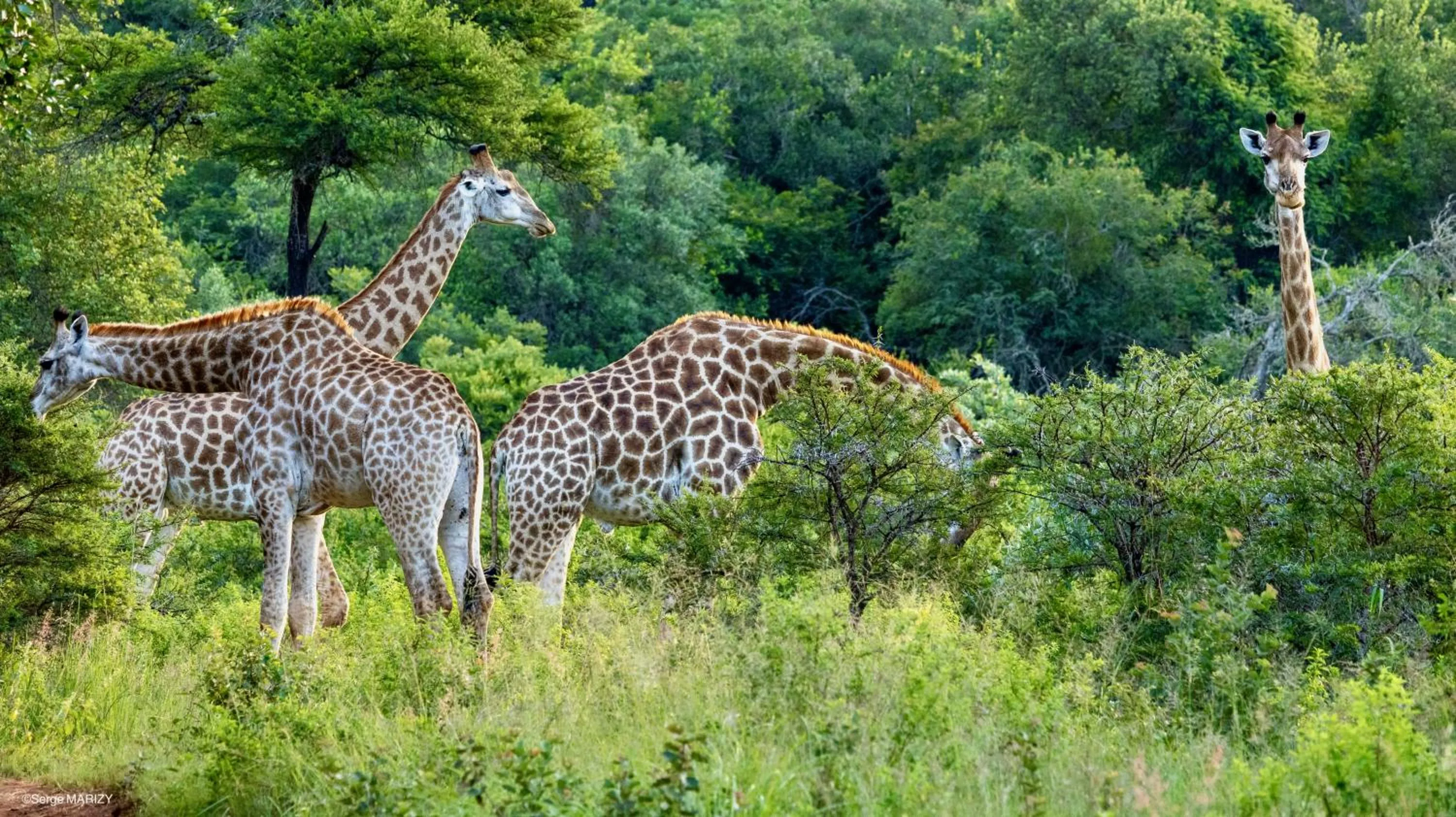 Animals in Leshiba Wilderness