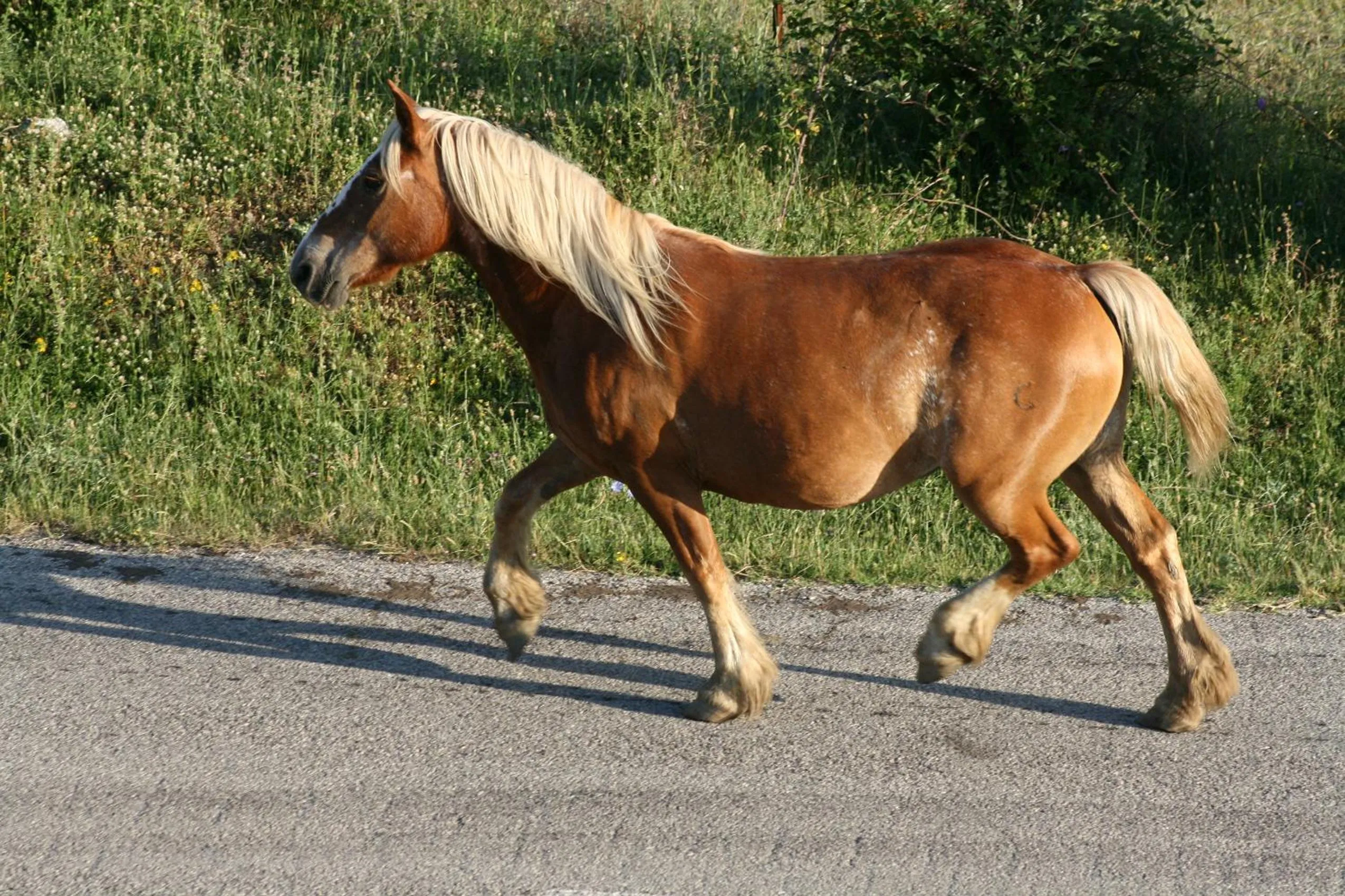 Animals in Hotel Pietrapanna