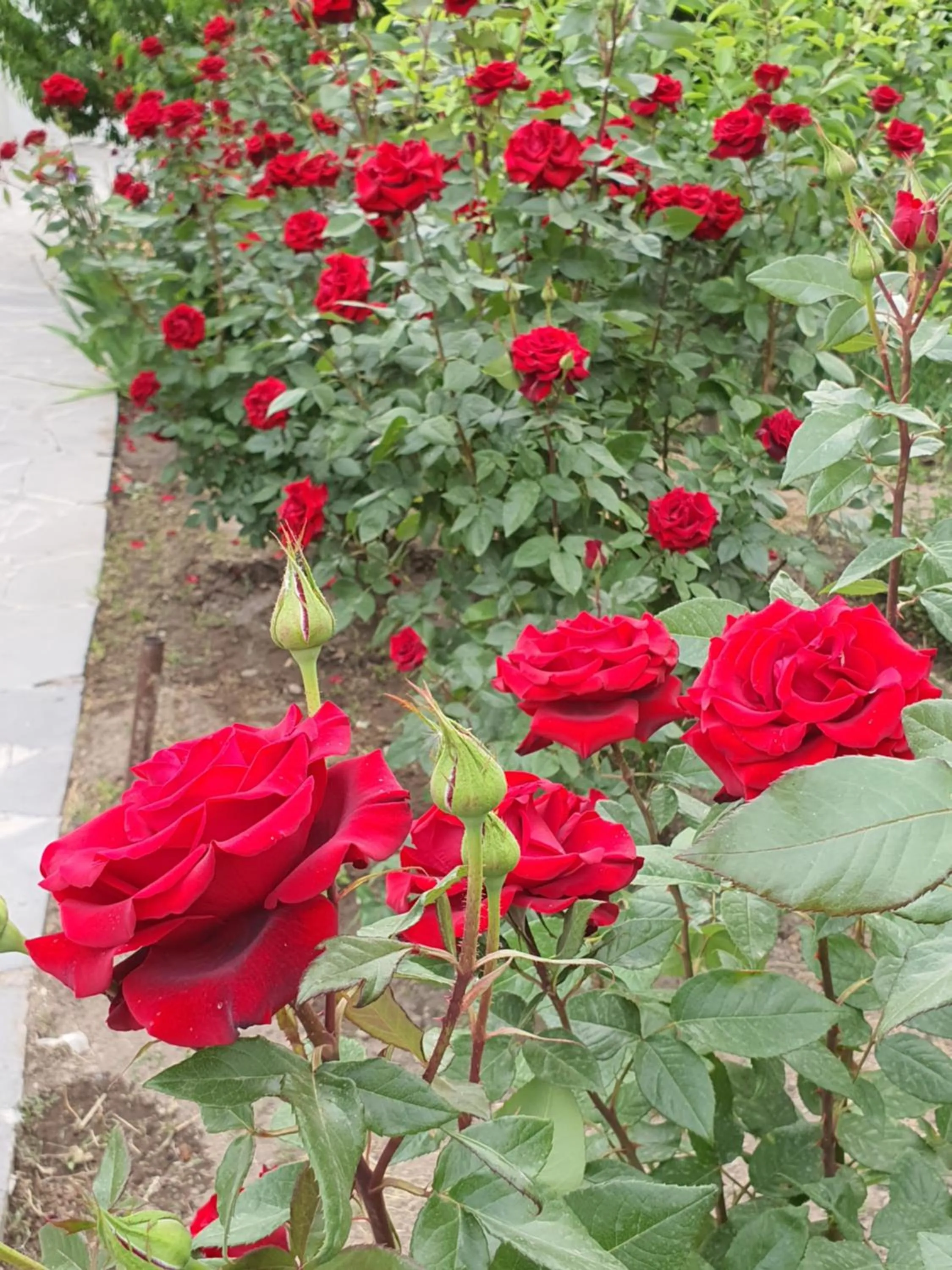 Spring in Kesabella Touristic House