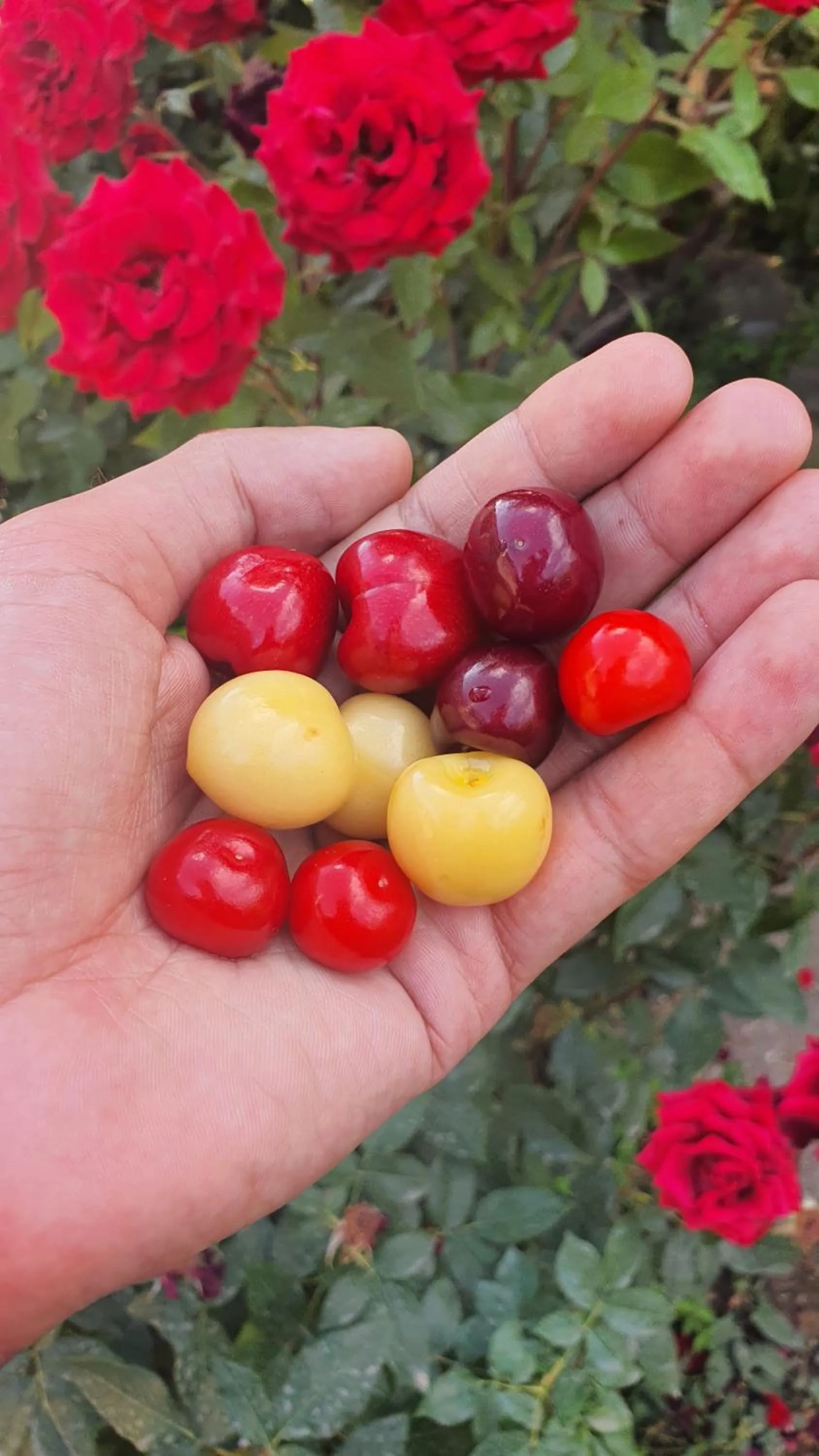 Garden in Kesabella Touristic House