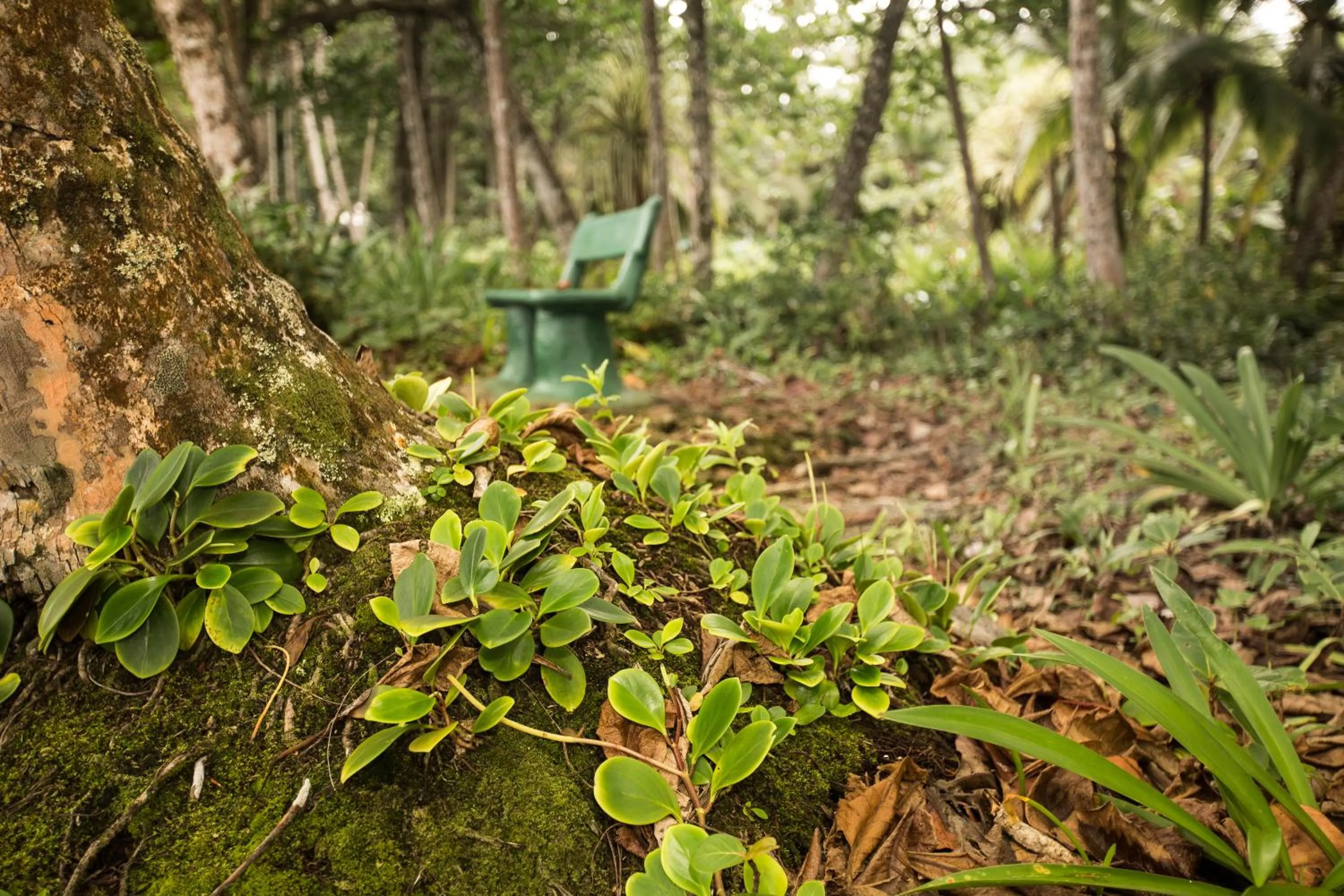 Natural landscape in La Diosa Nature Lodge