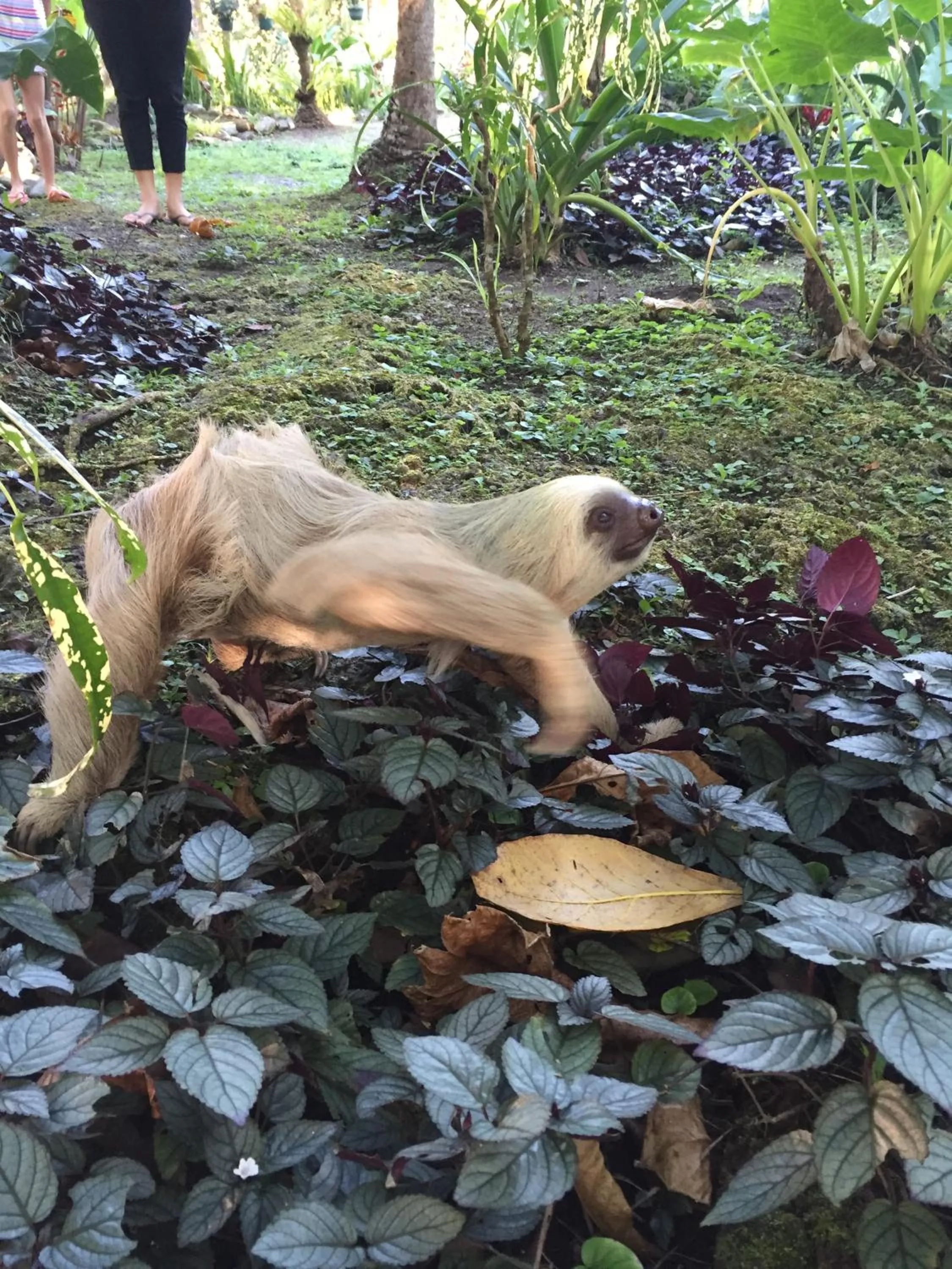 Animals in La Diosa Nature Lodge