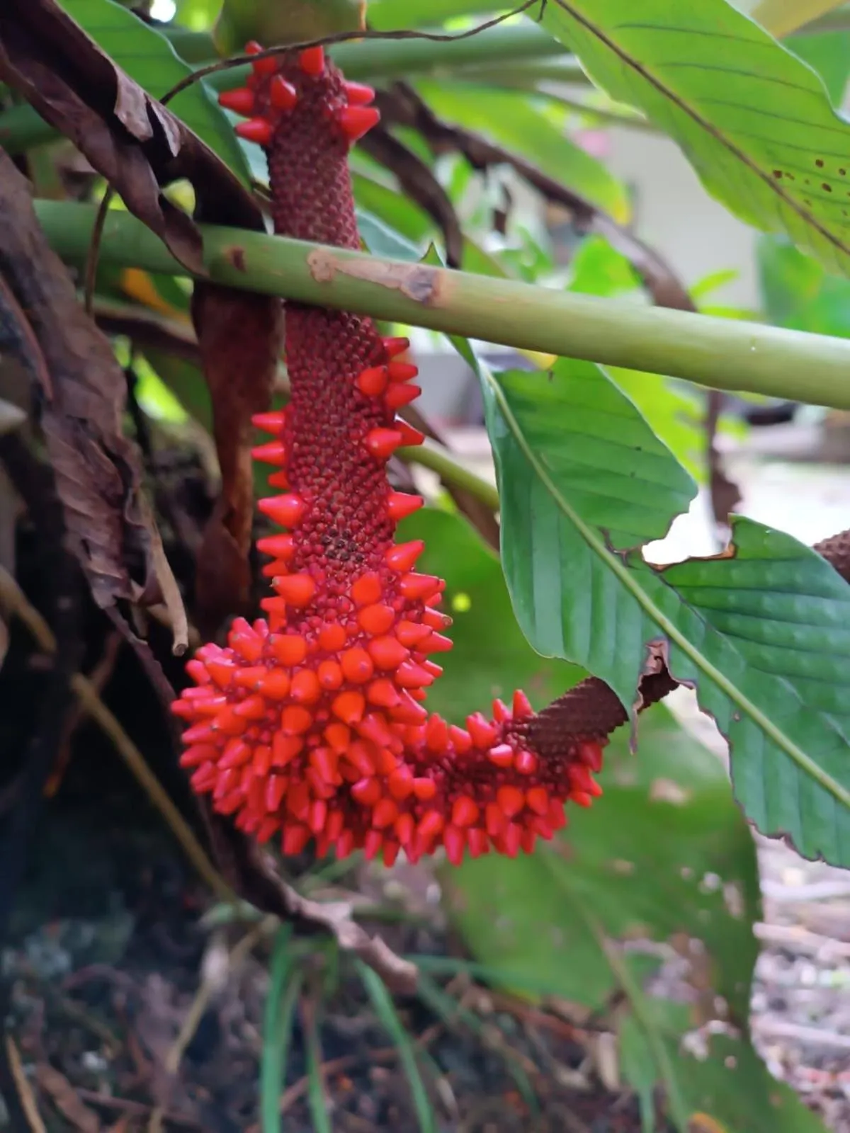 La Diosa Nature Lodge
