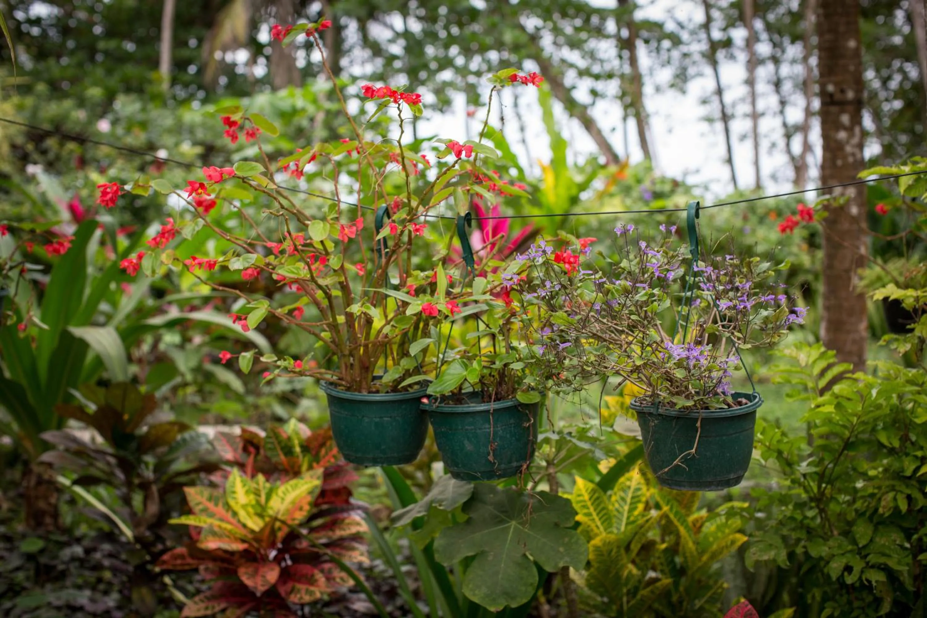Natural landscape in La Diosa Nature Lodge
