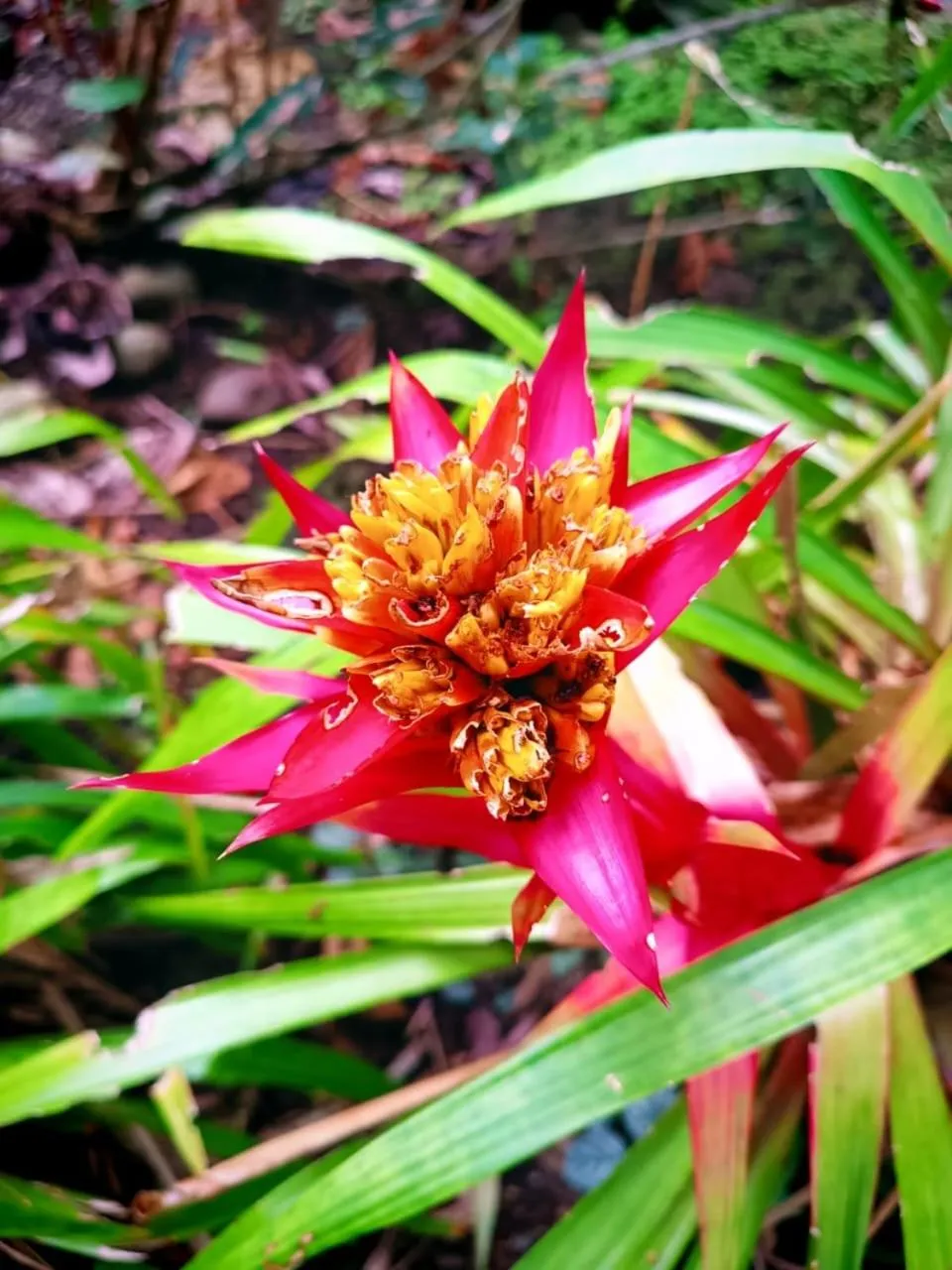 La Diosa Nature Lodge