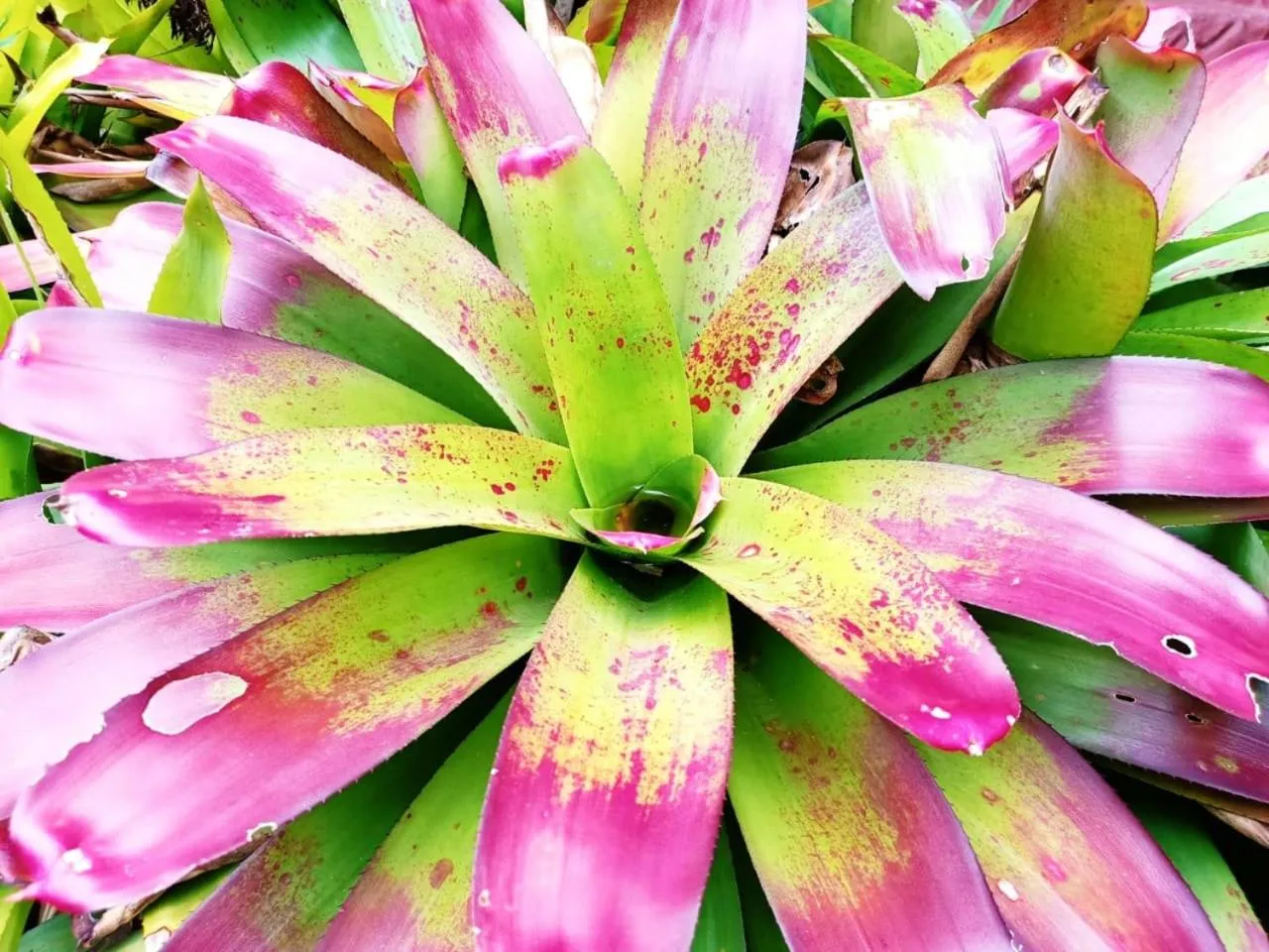 La Diosa Nature Lodge