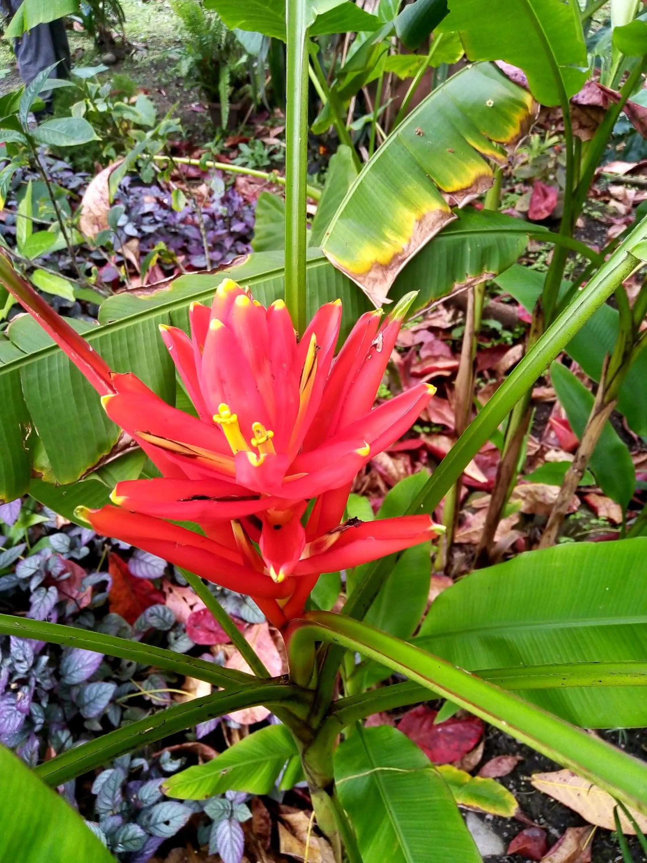 Garden in La Diosa Nature Lodge
