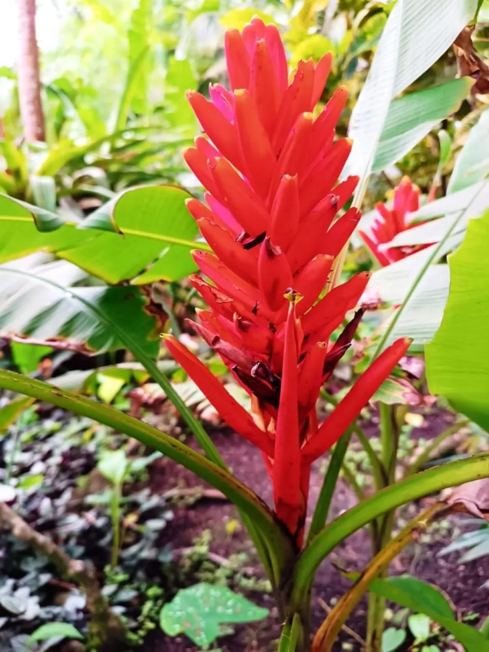 La Diosa Nature Lodge