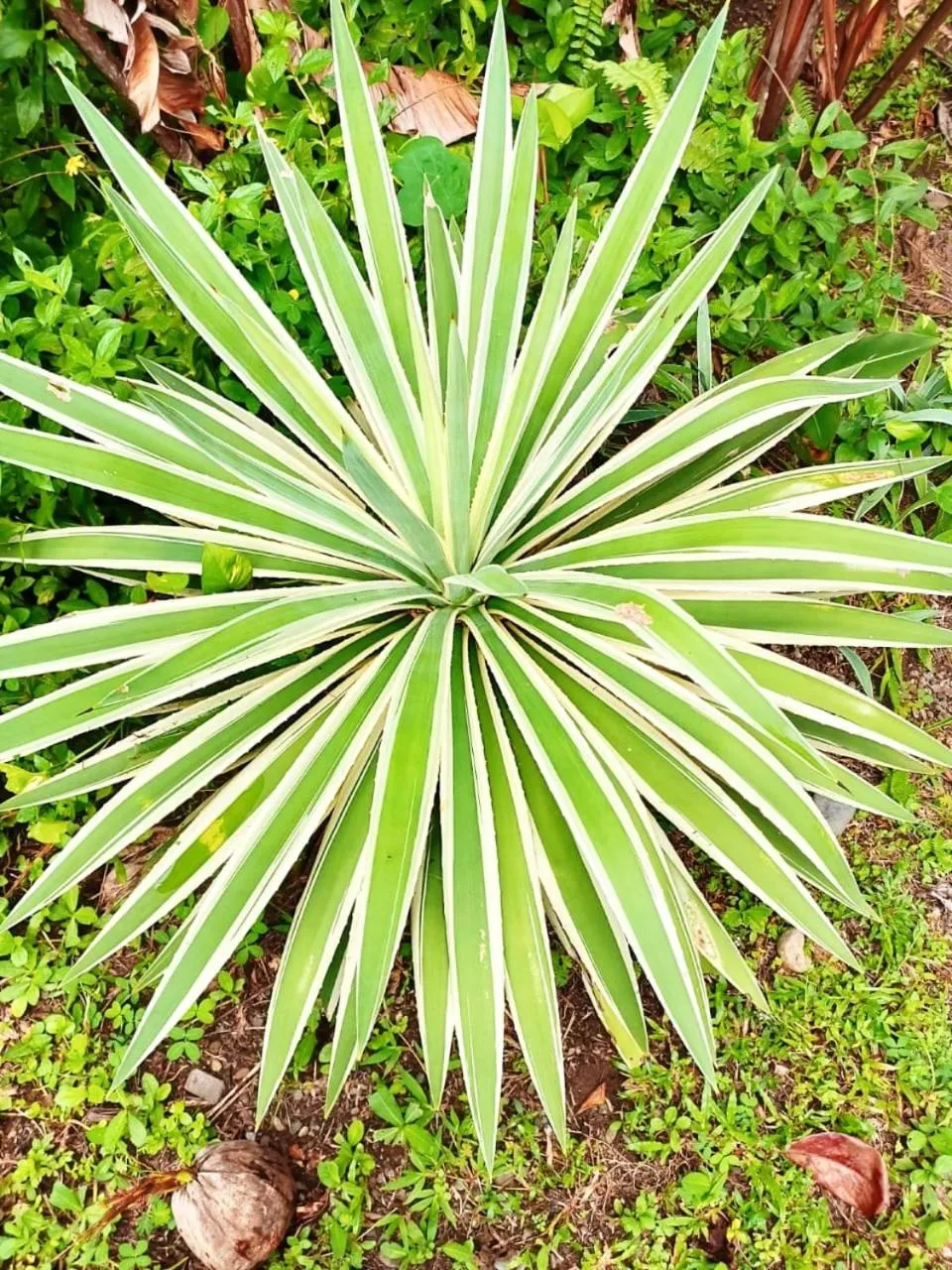 La Diosa Nature Lodge