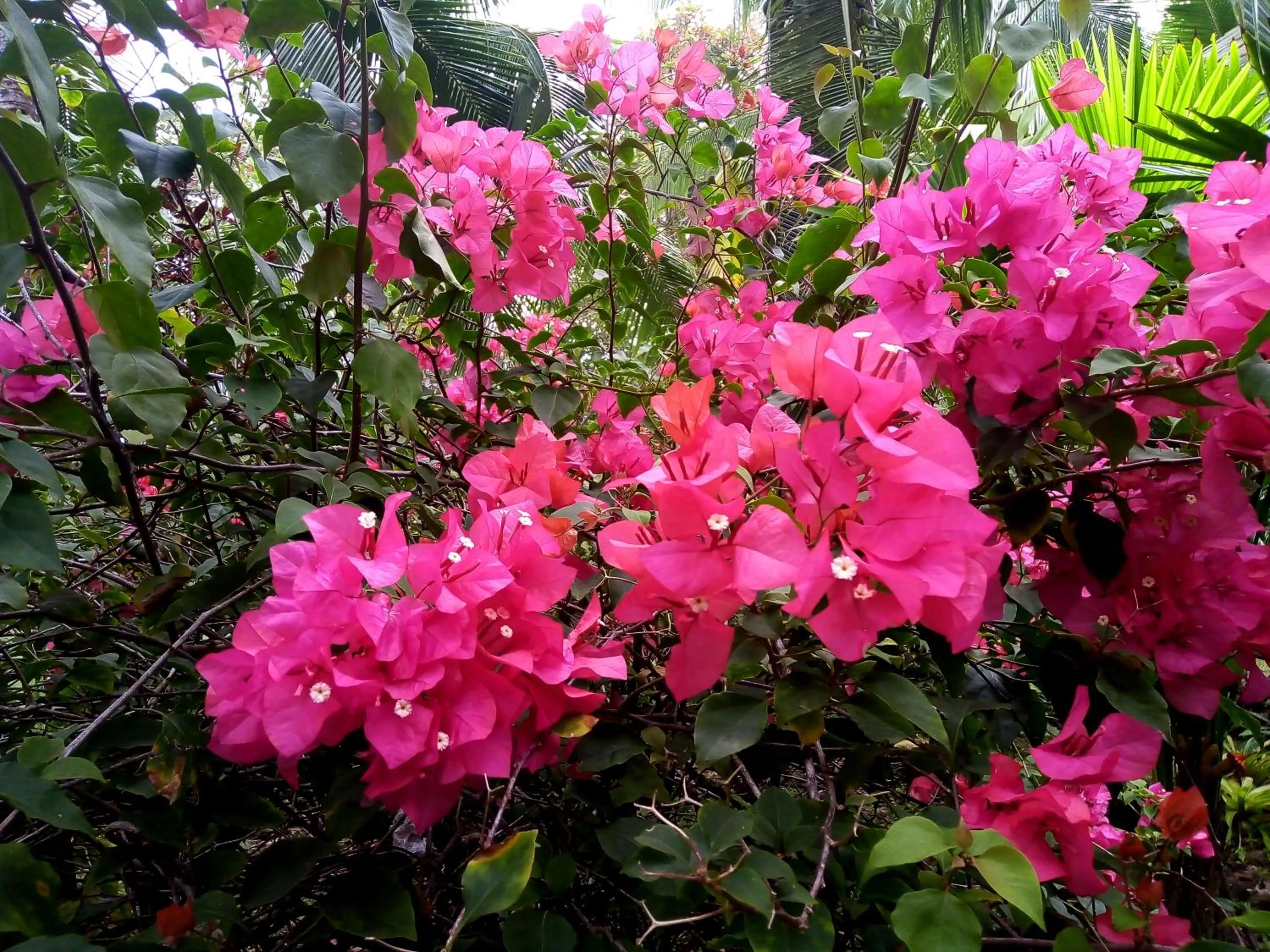 Garden in La Diosa Nature Lodge