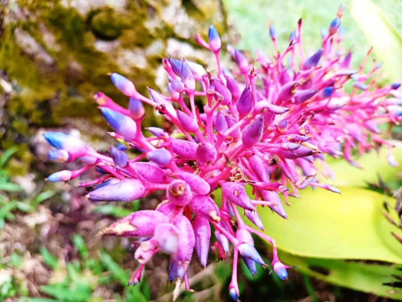 La Diosa Nature Lodge