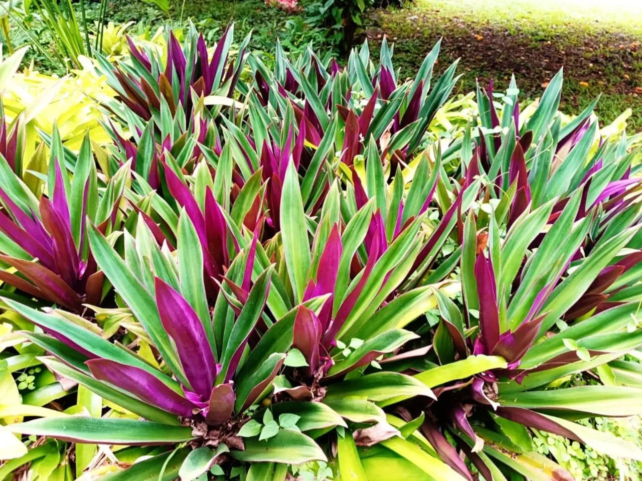 La Diosa Nature Lodge