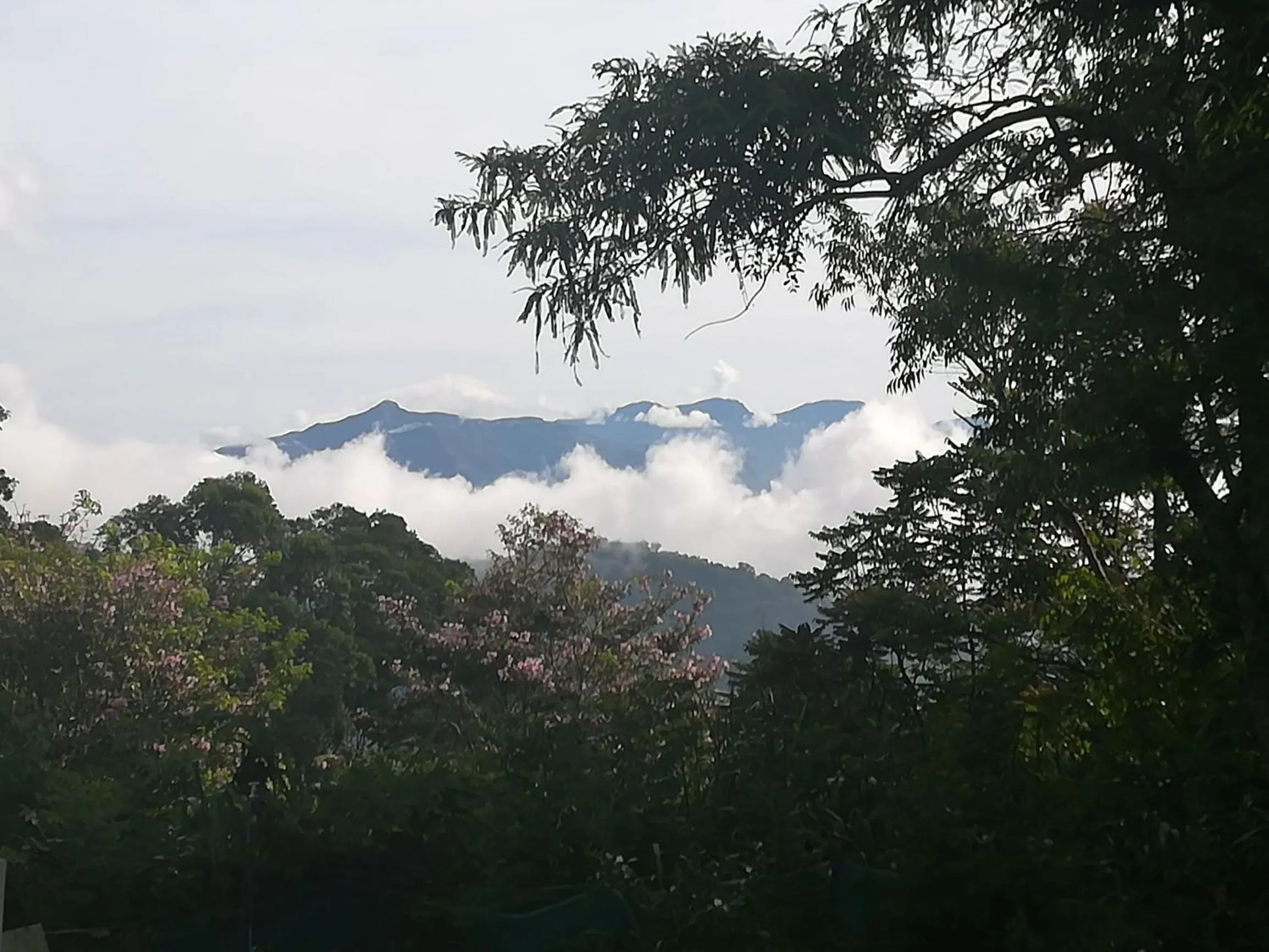 View (from property/room) in Jungle Tide