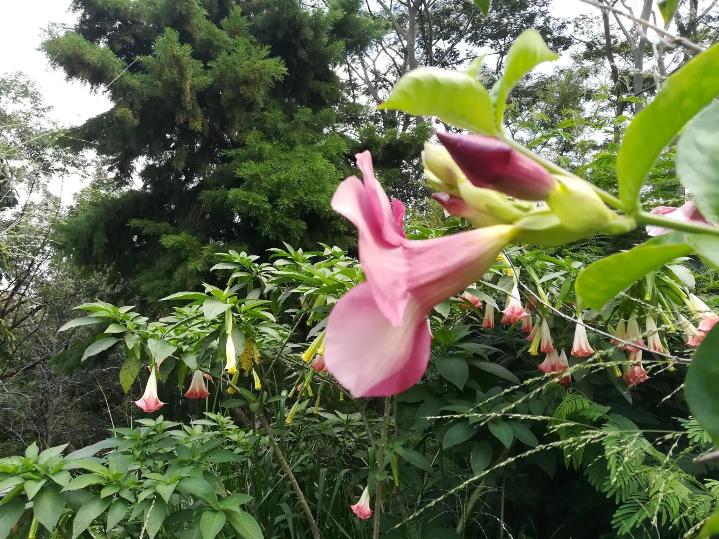 Garden in Jungle Tide