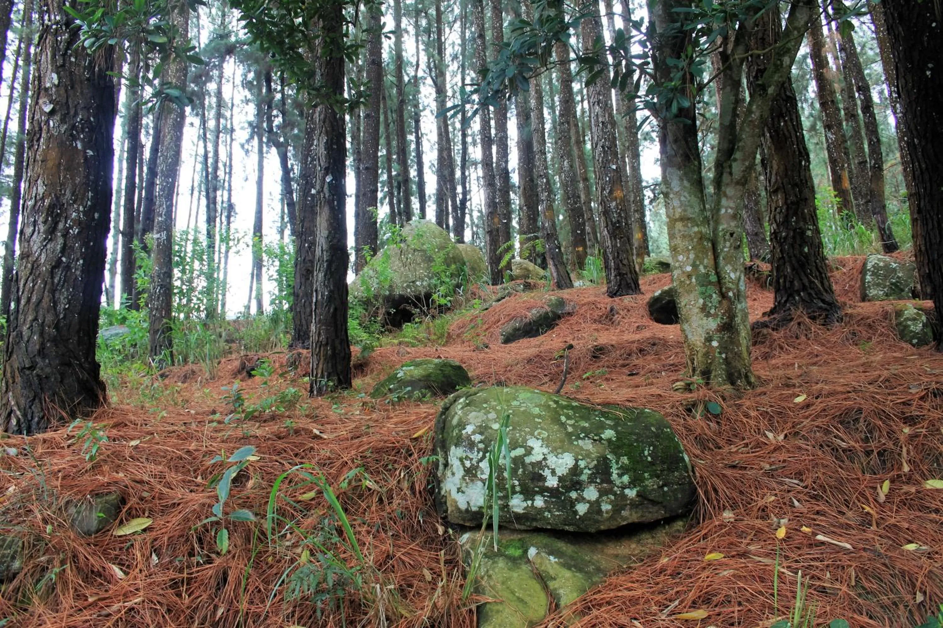 Neighbourhood in Jungle Tide
