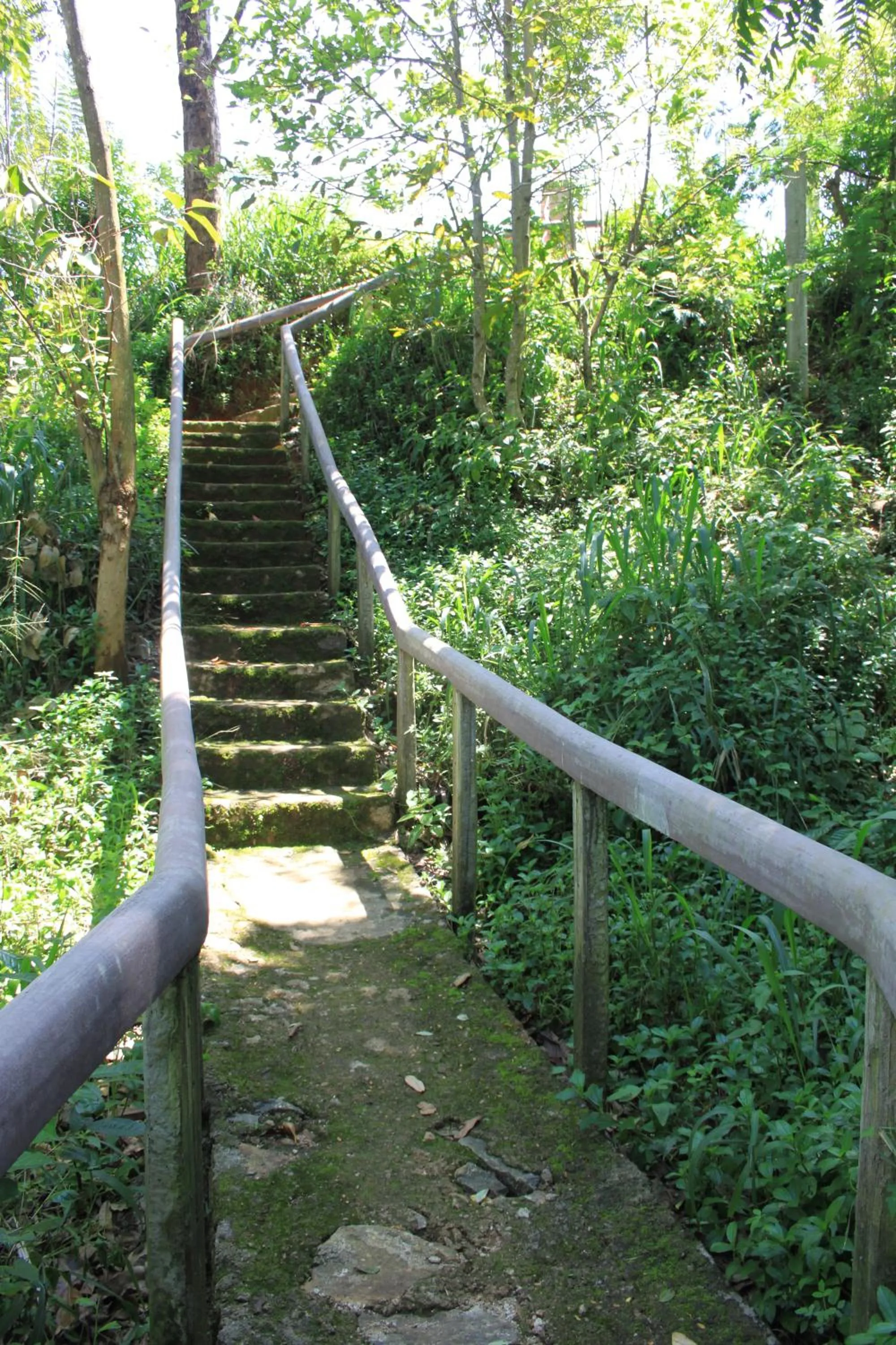 Garden in Jungle Tide