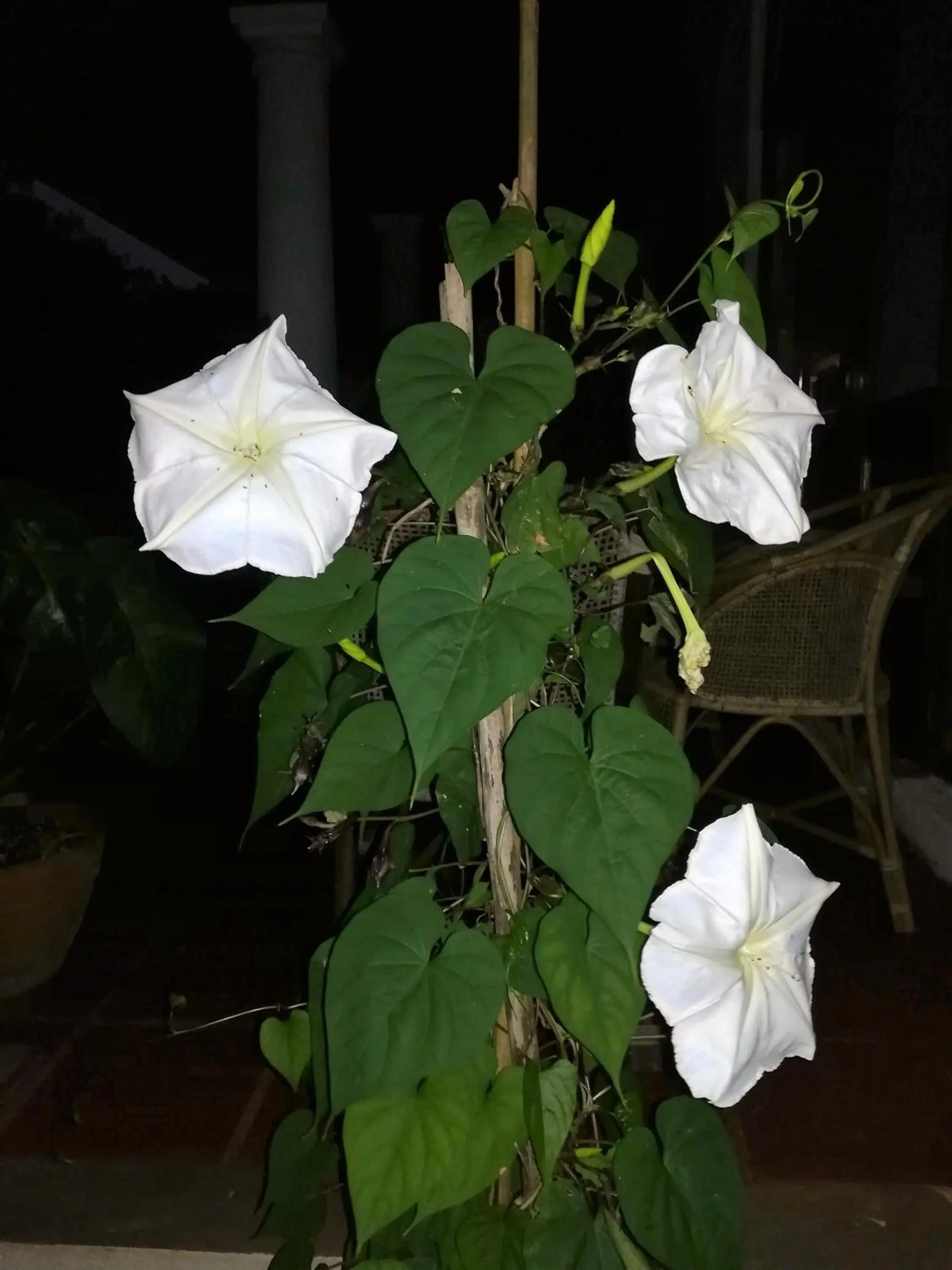 Garden in Jungle Tide