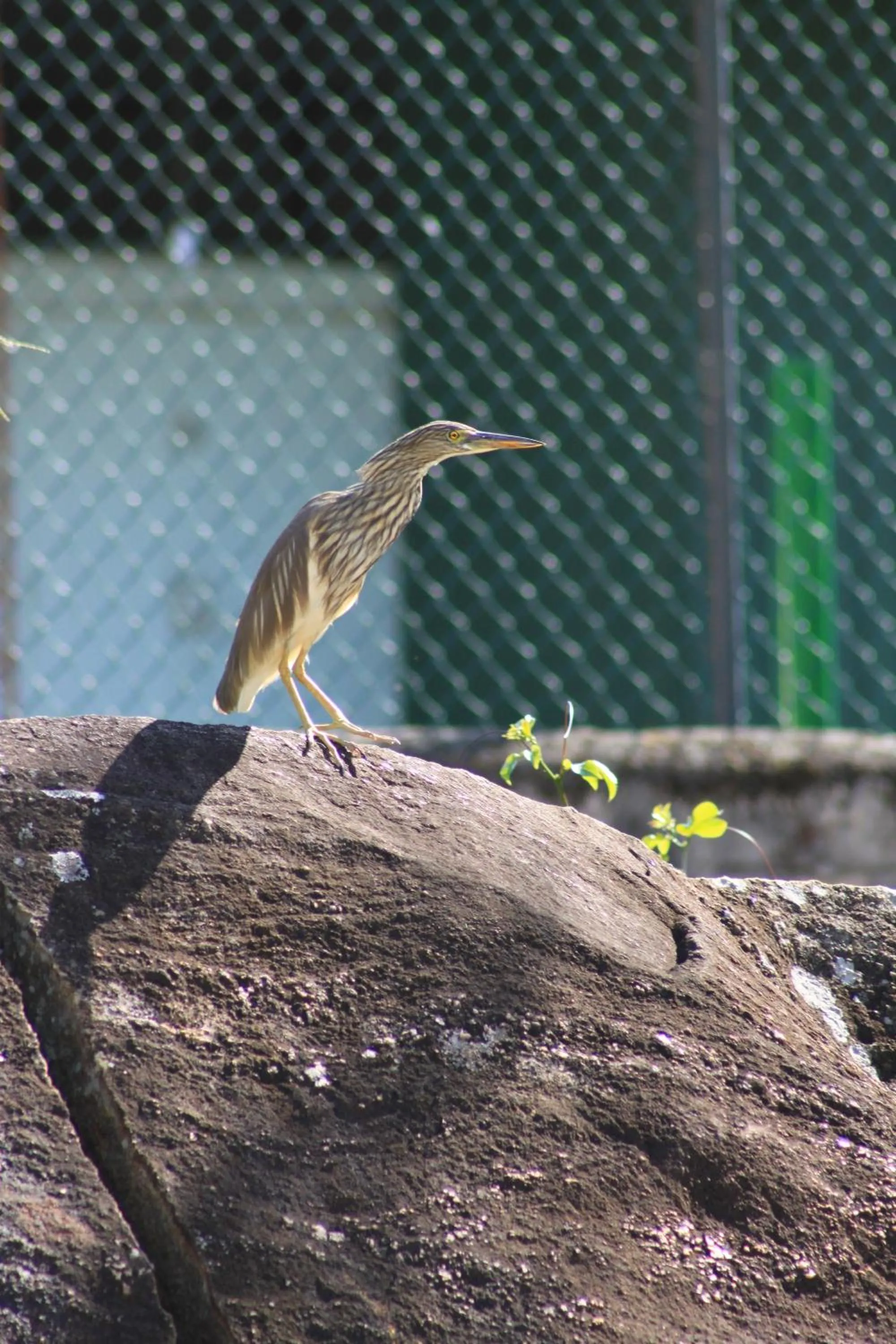 Animals in Jungle Tide