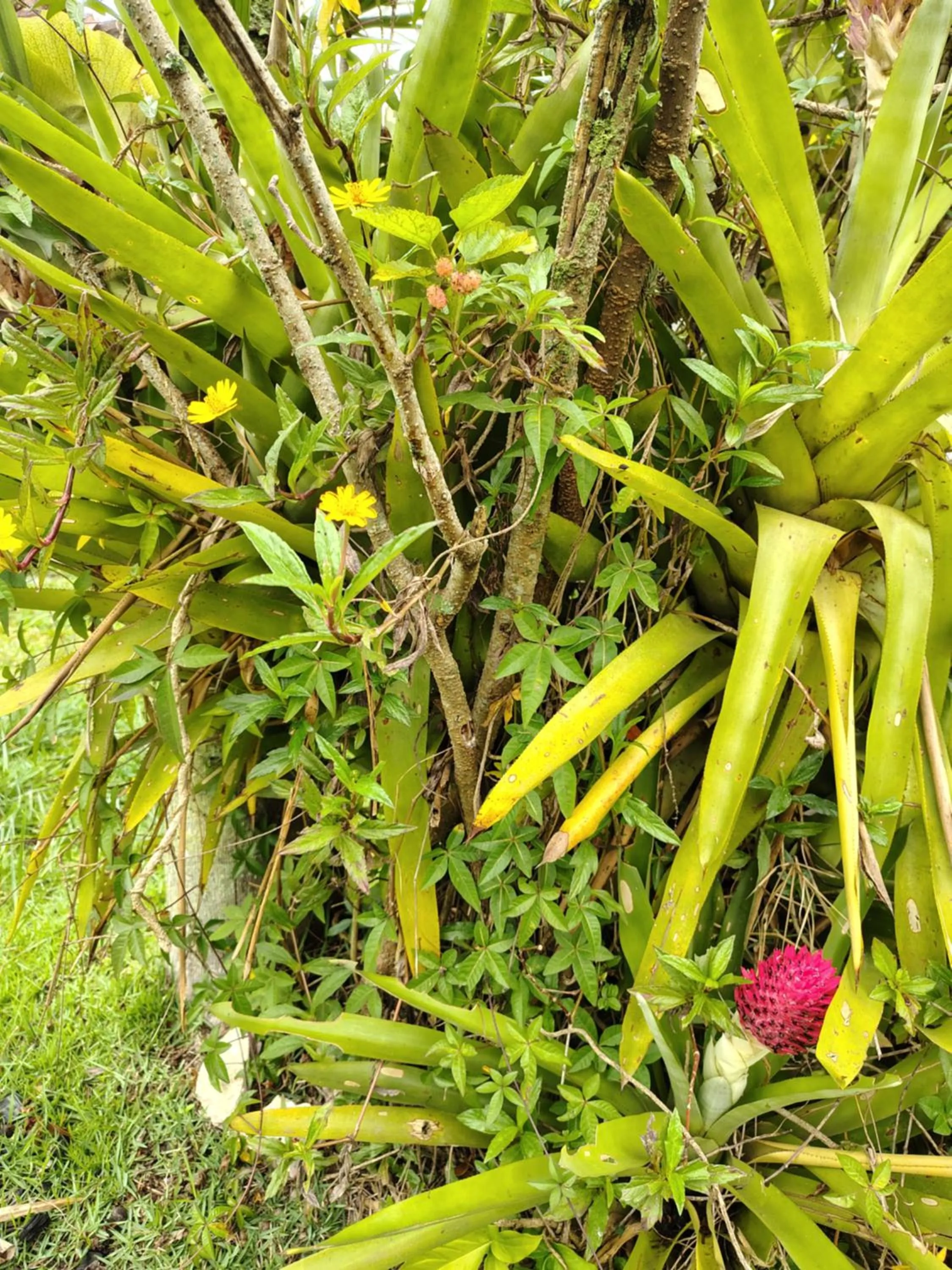 Pousada Lambaris Pereque Guarujá