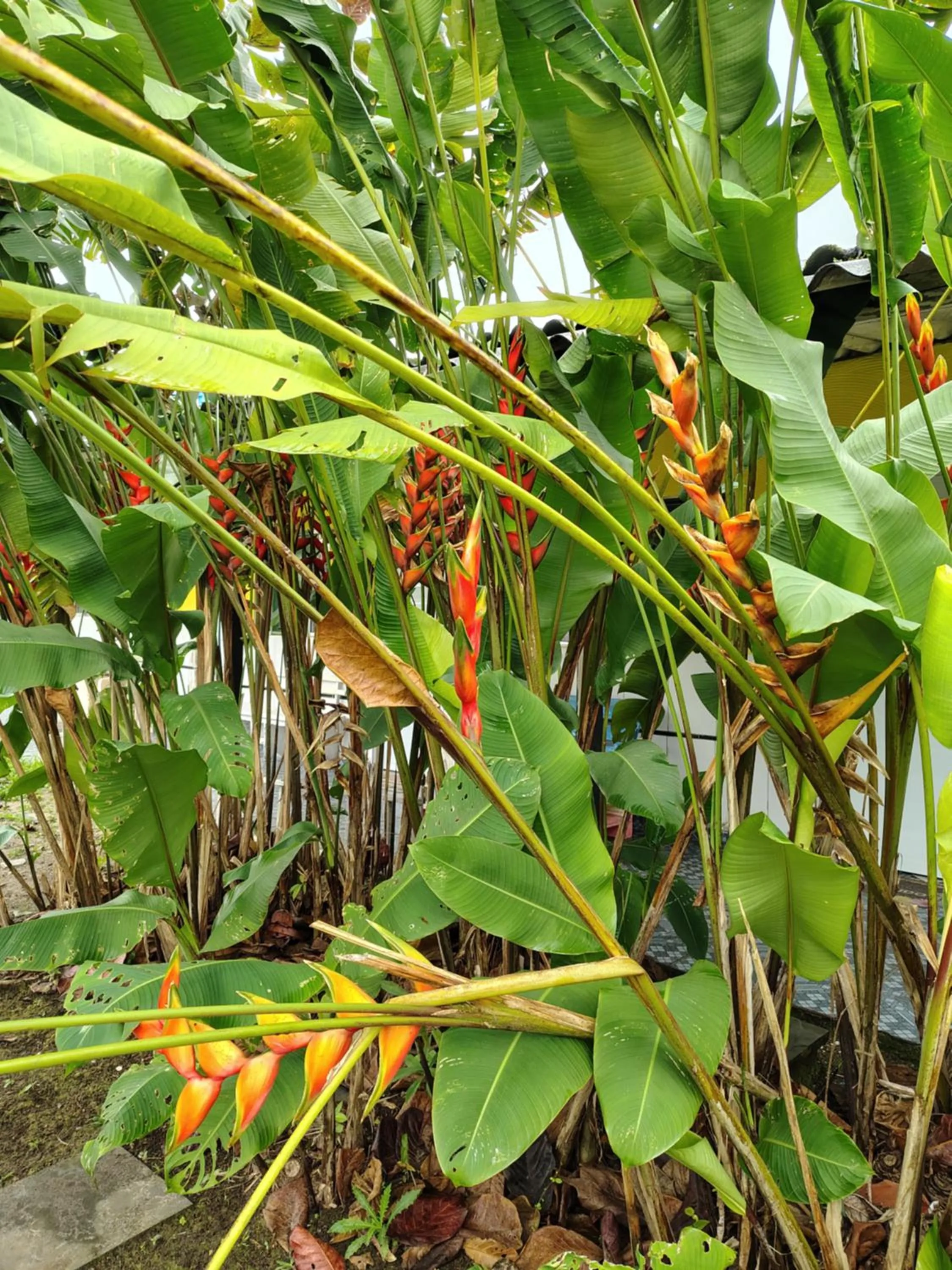 Pousada Lambaris Pereque Guarujá