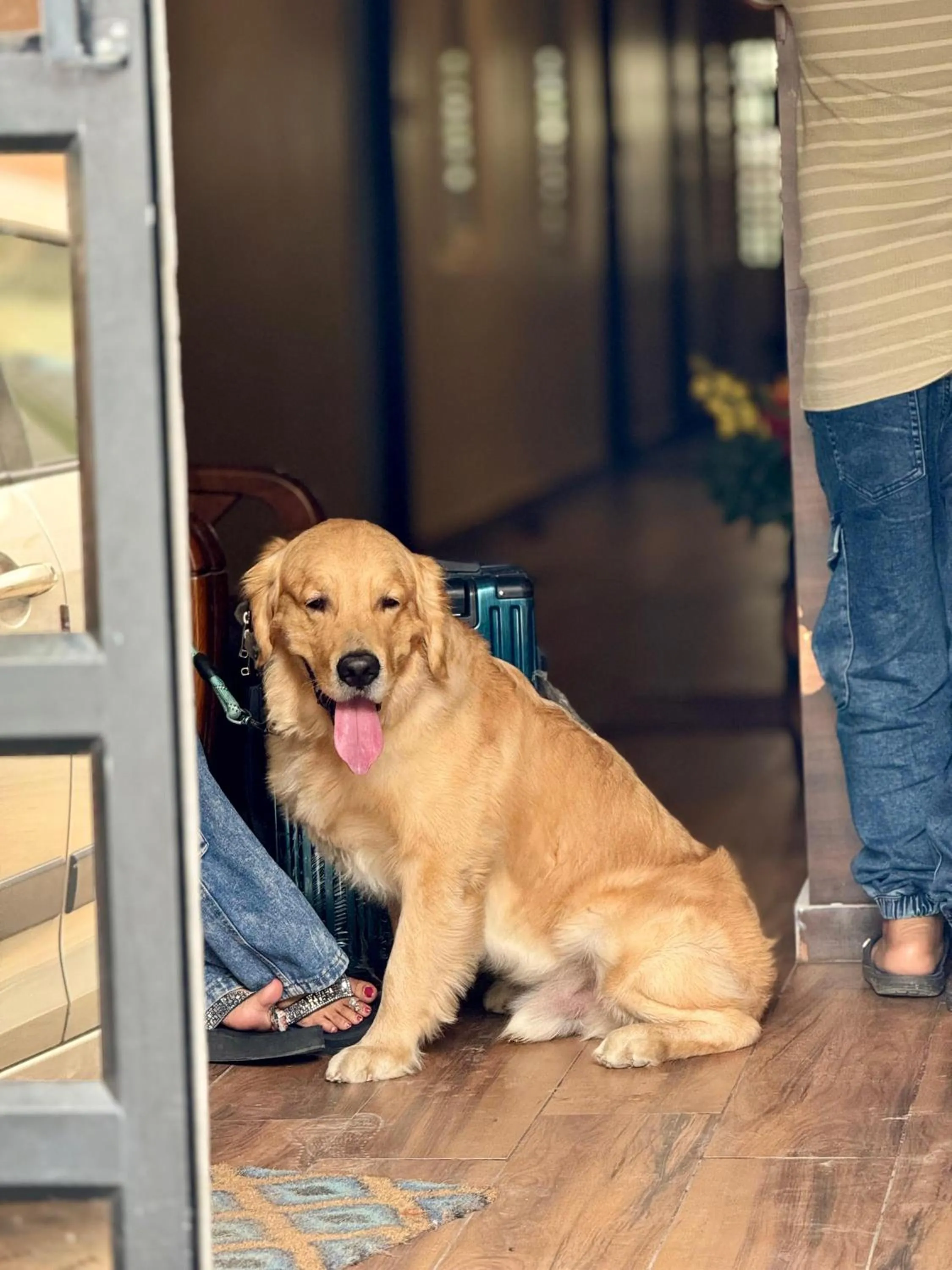 Pets in David Residency