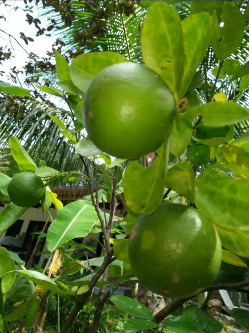 AMRON RESORT SIGIRIYA